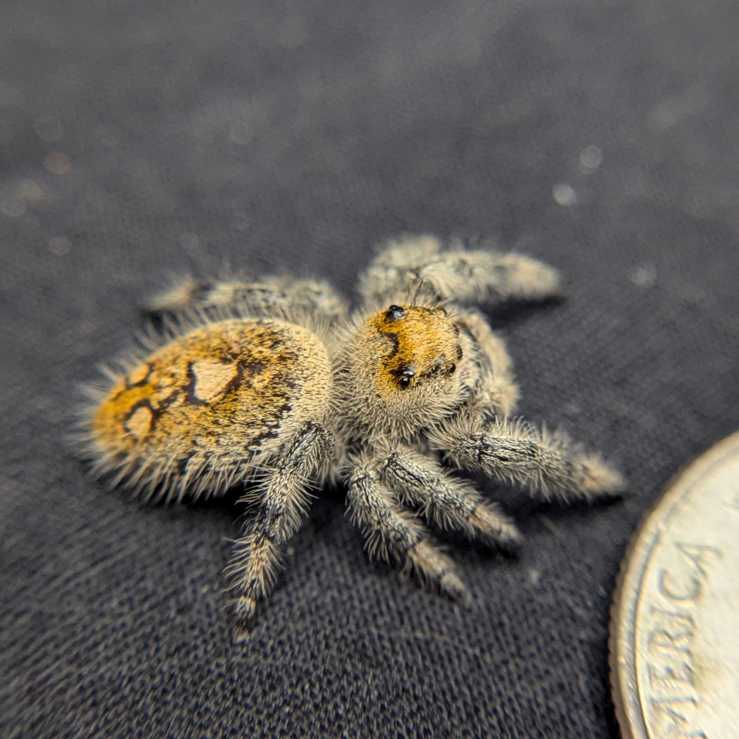 Regal Jumping Spider "Tart"