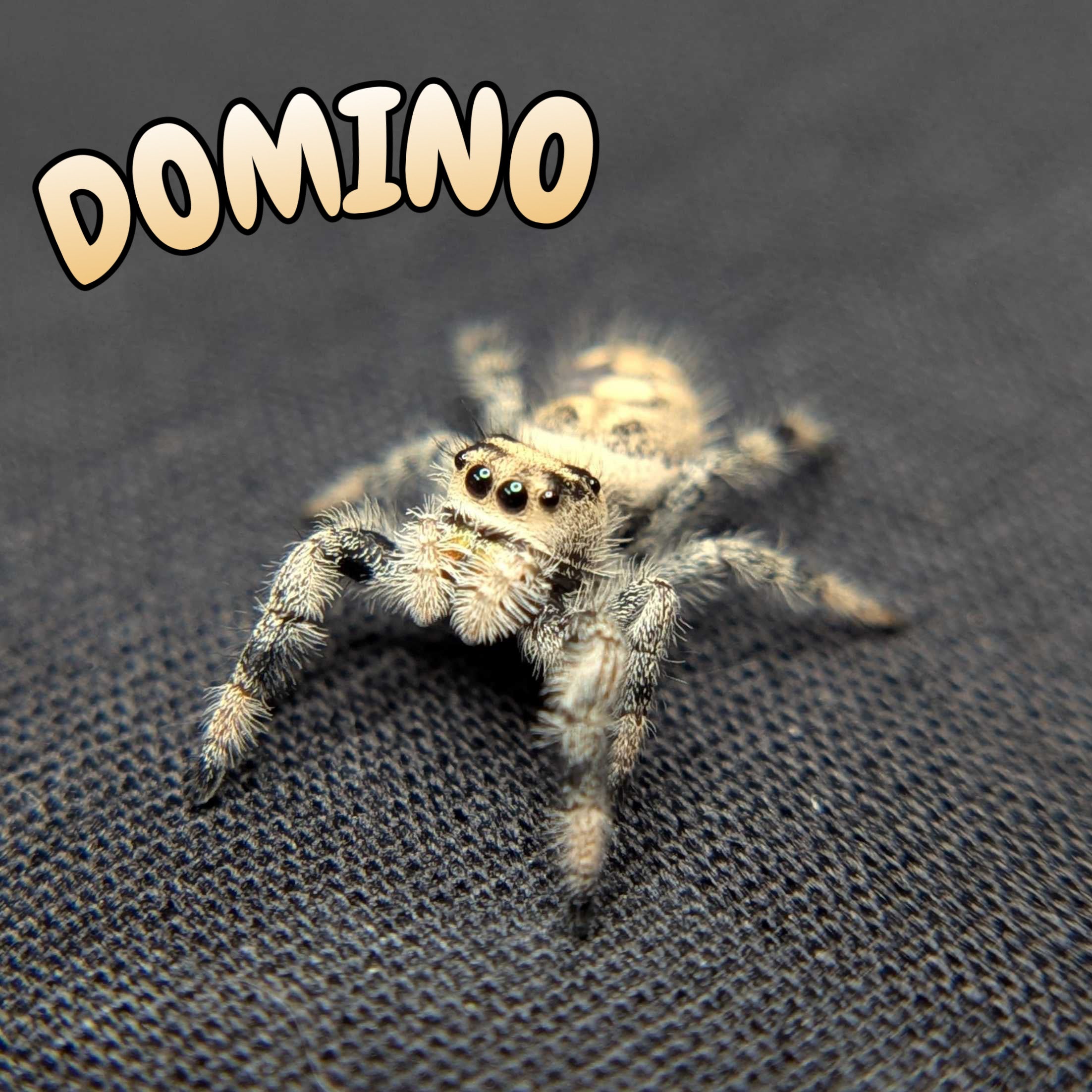 Regal Jumping Spider "Domino"