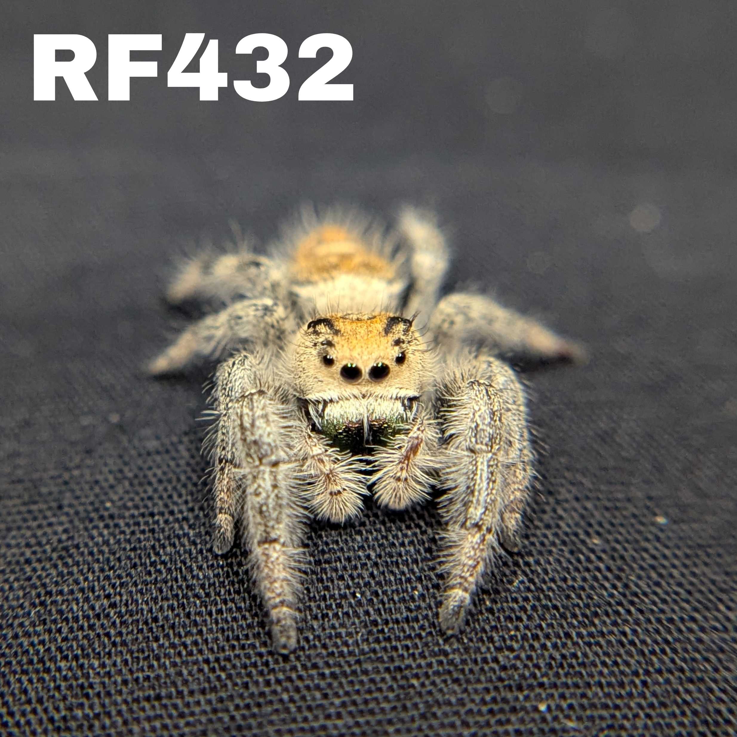 Regal Jumping Spider "Meadow"