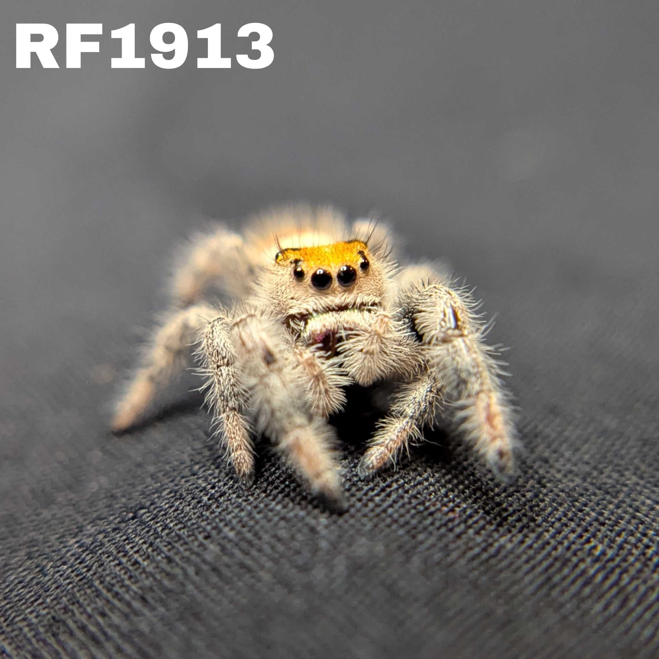 Regal Jumping Spider "Crimson"