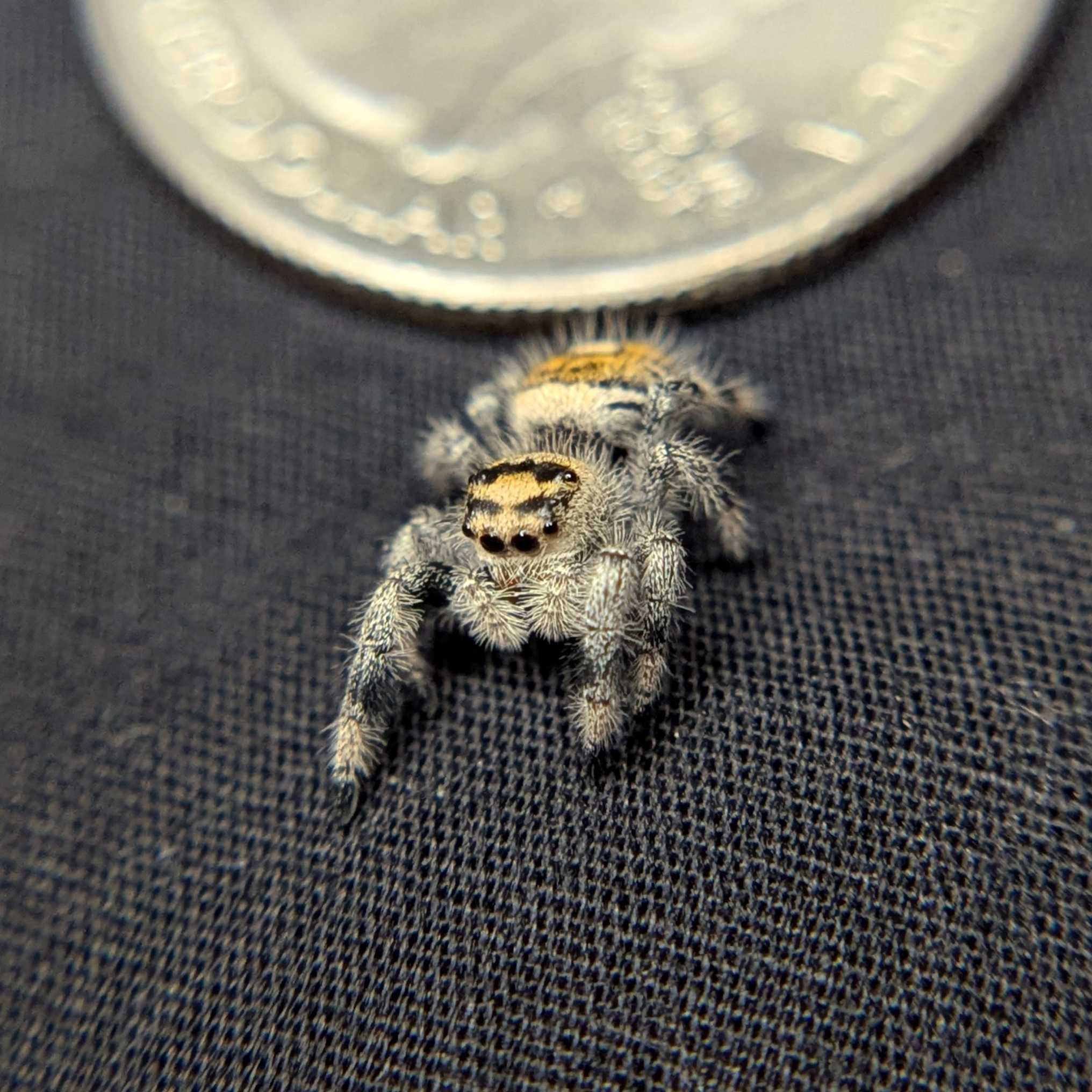 Regal Jumping Spider "Bumble"