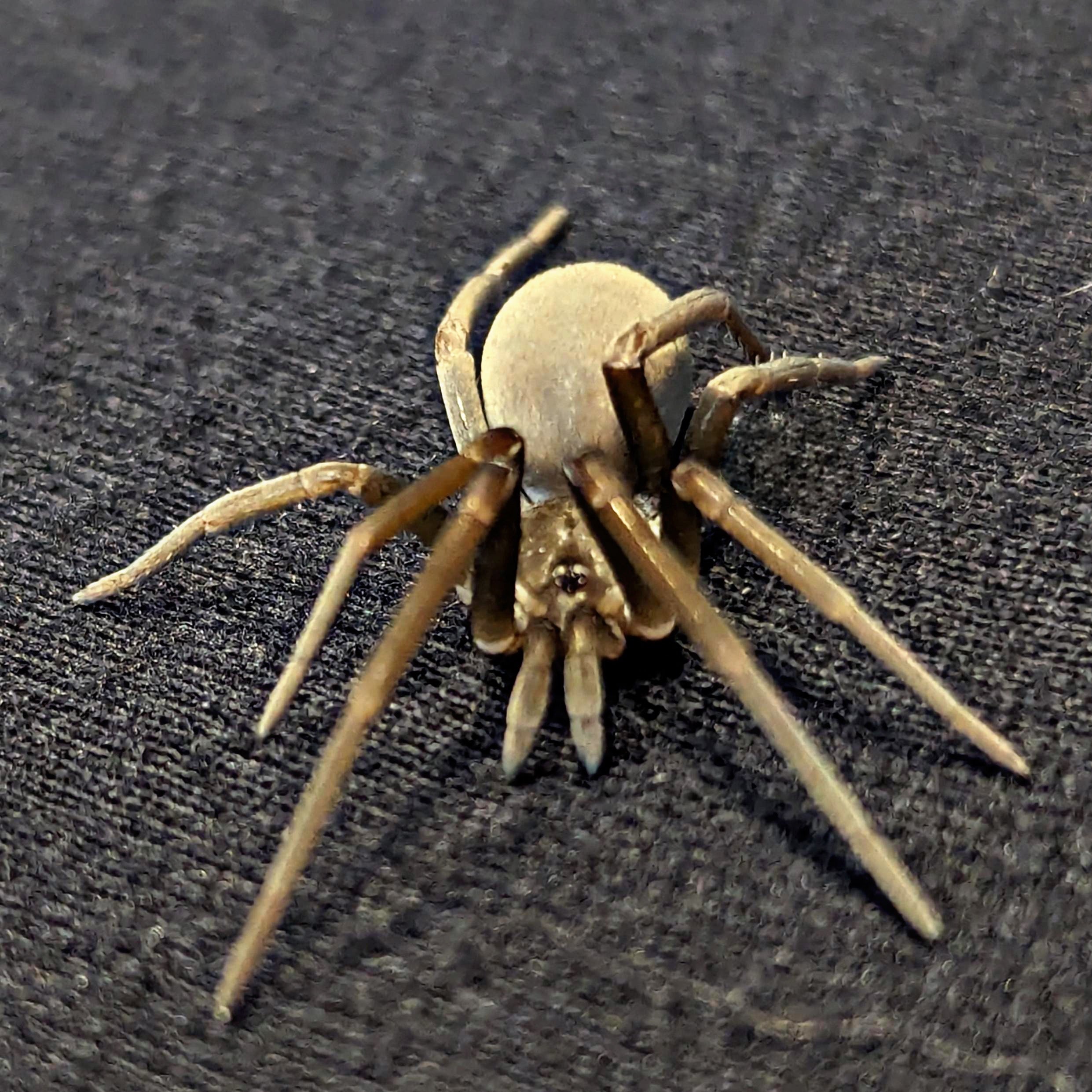 Crevice Spider (Kukulcania hibernalis)