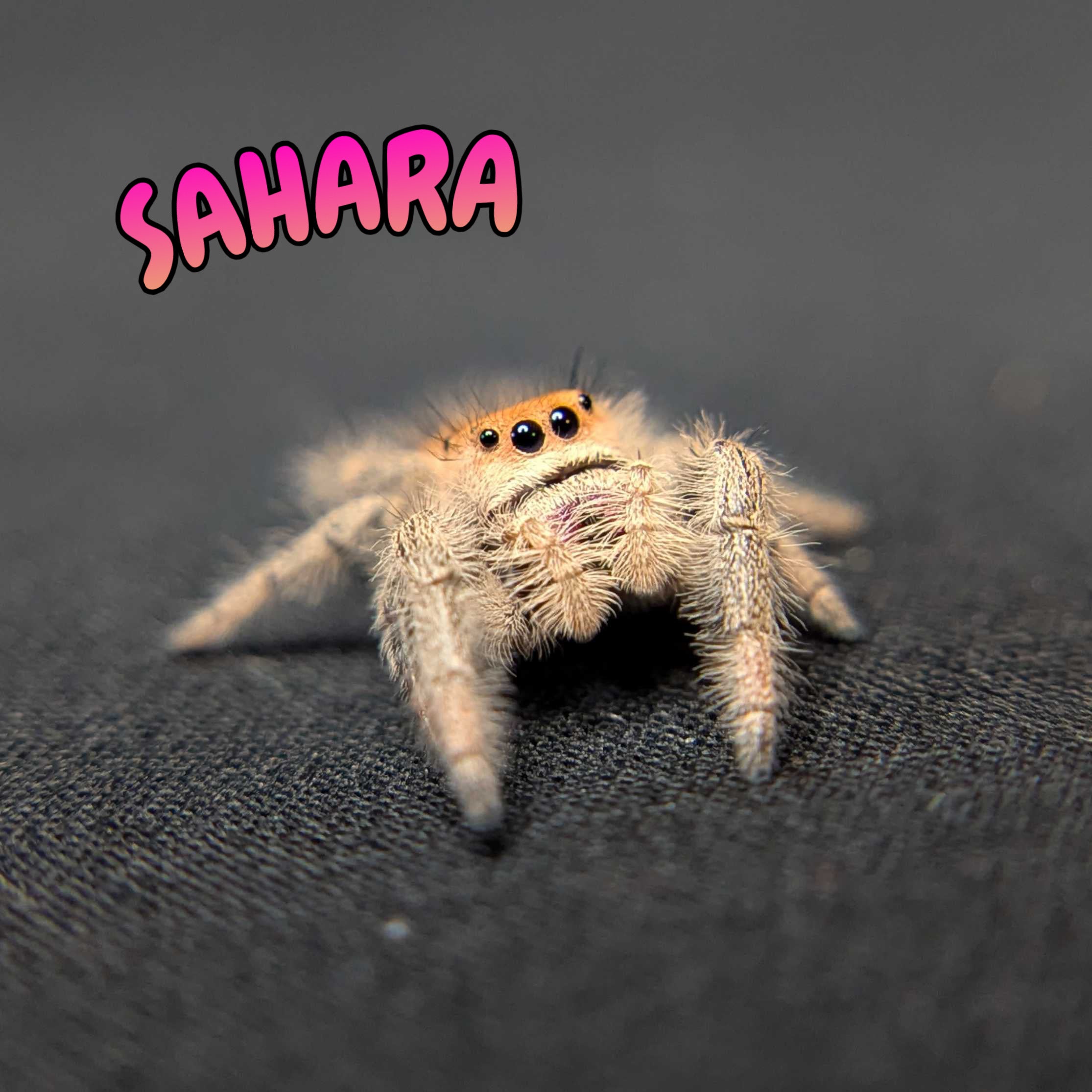 Regal Jumping Spider "Sahara"