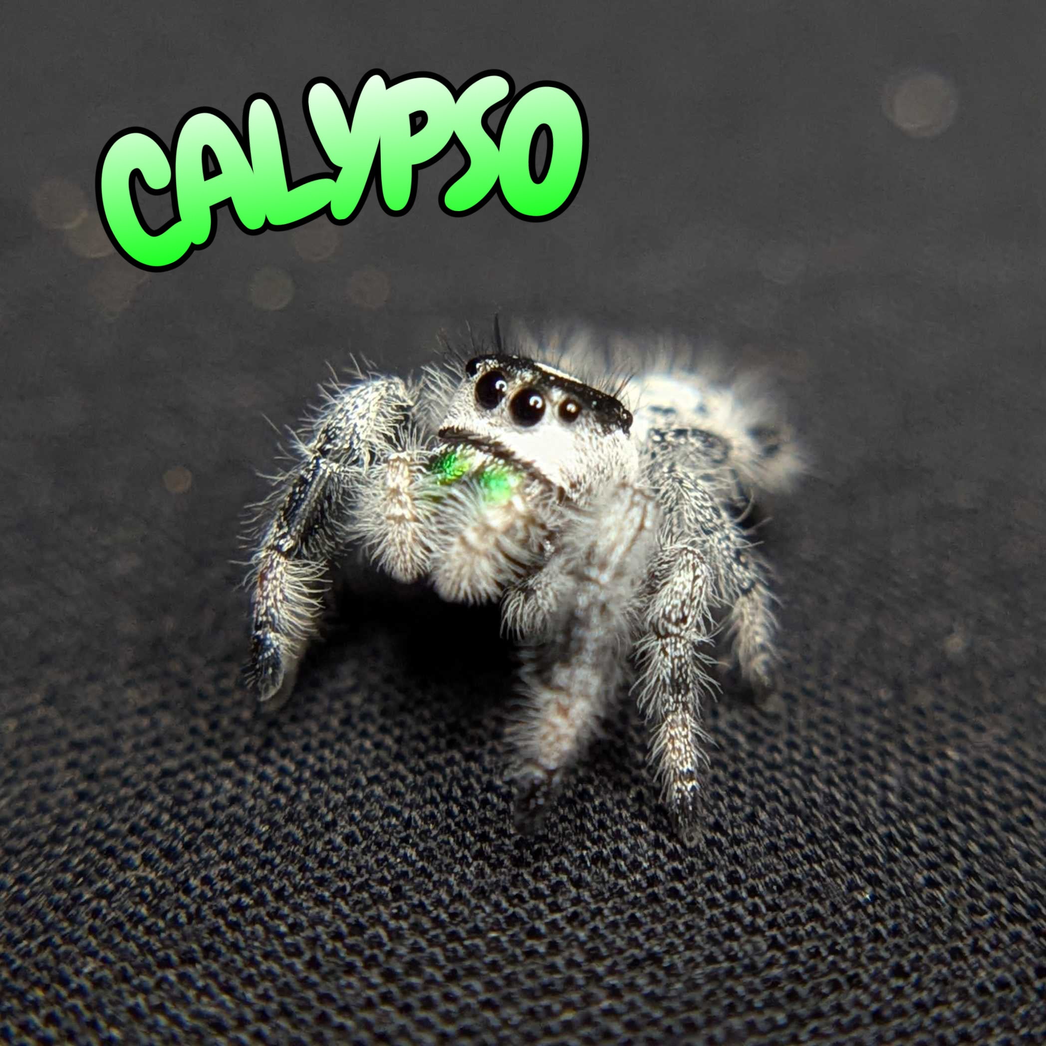 Regal Jumping Spider "Calypso"