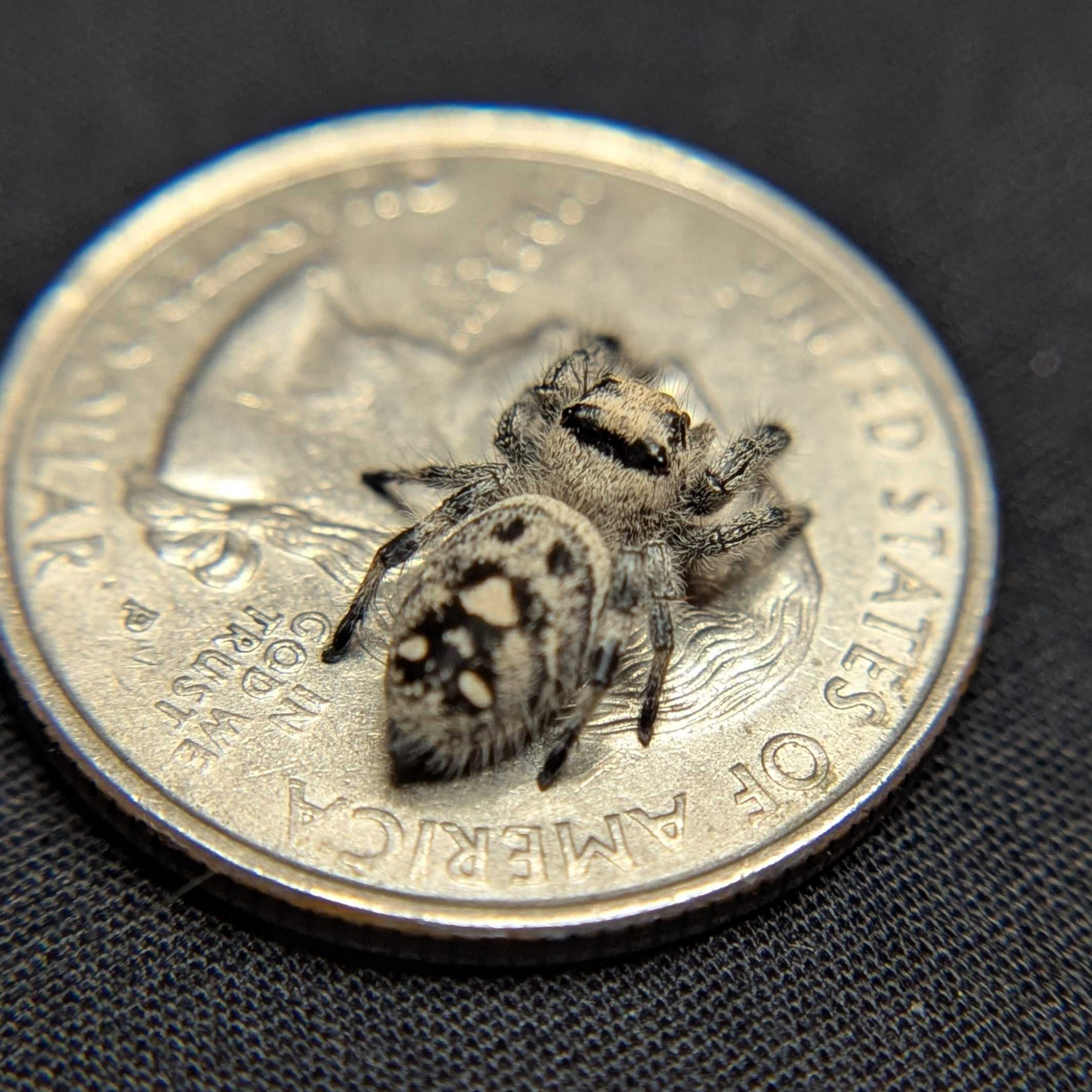 Regal Jumping Spider "Artemis"