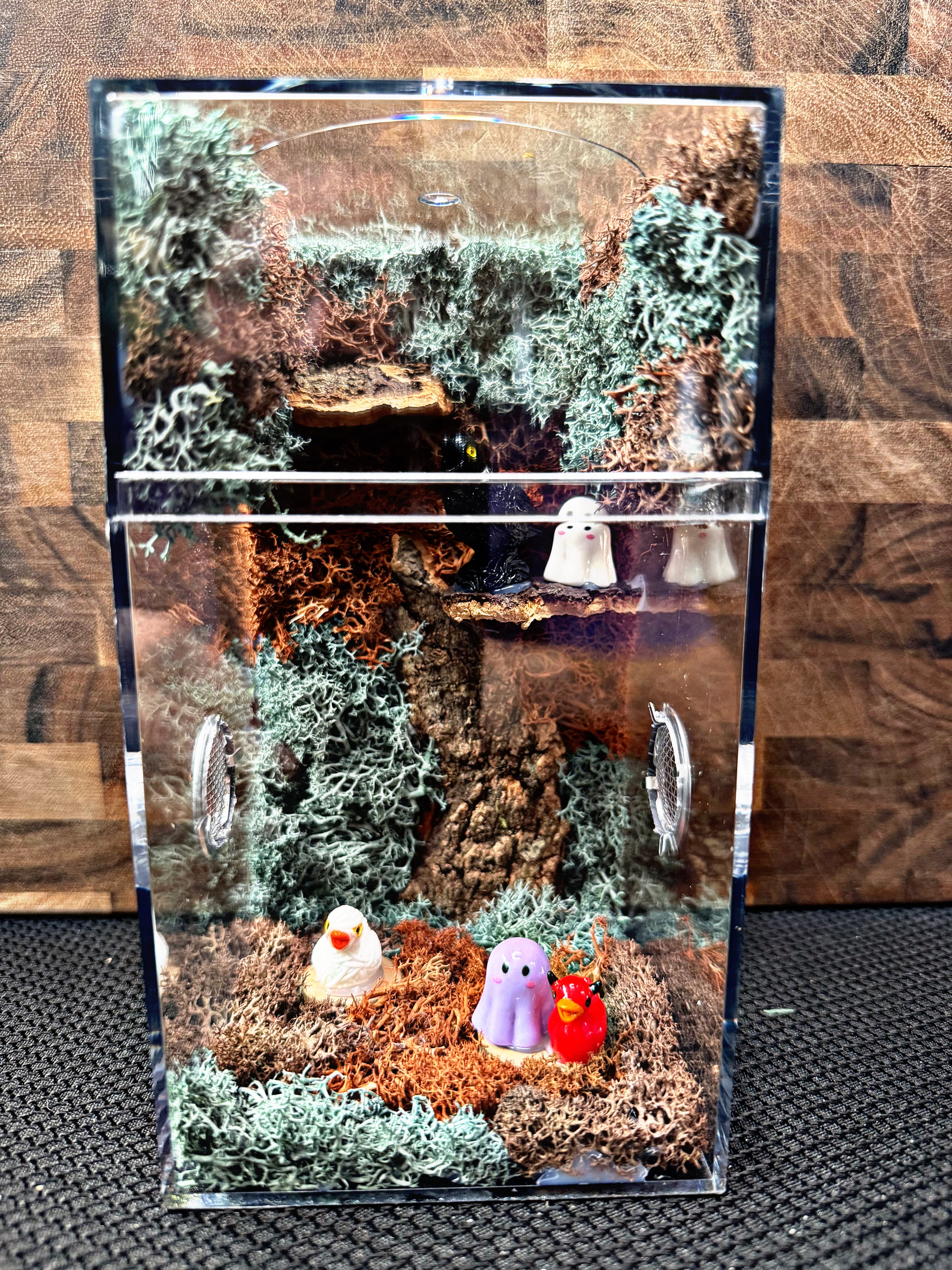 Custom Jumping Spider Enclosure