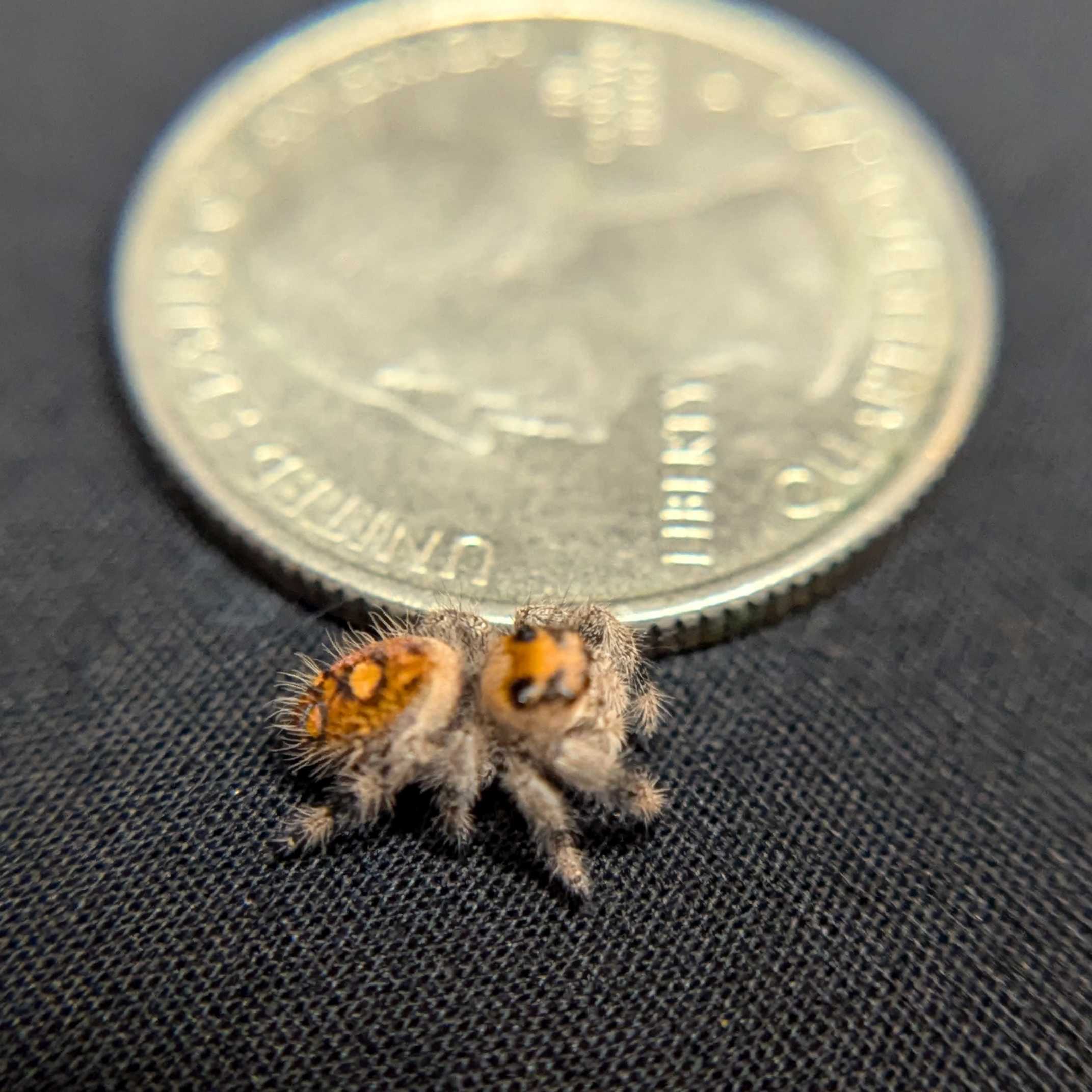 Regal Jumping Spider "Jam"