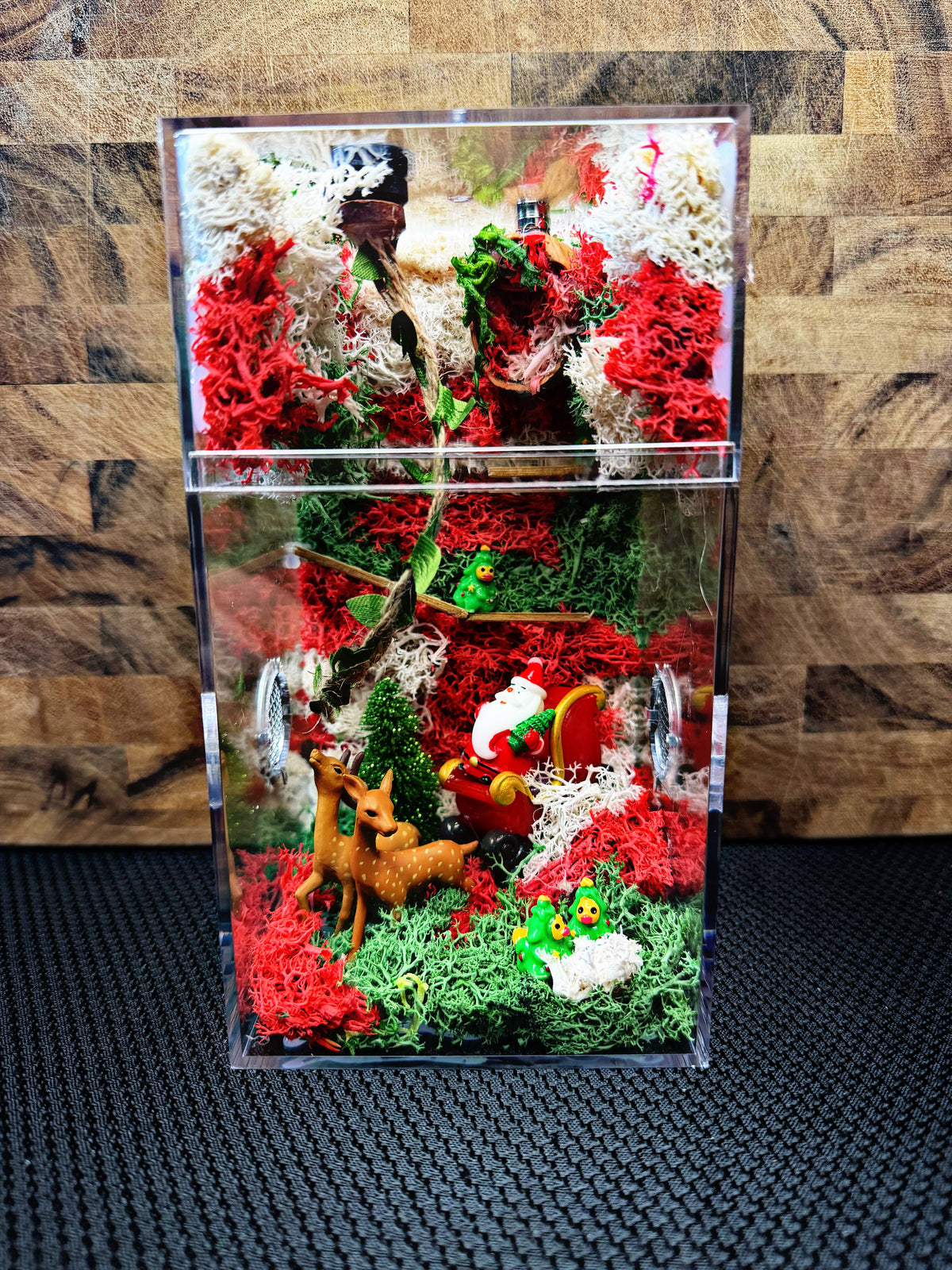 Custom Jumping Spider Enclosure