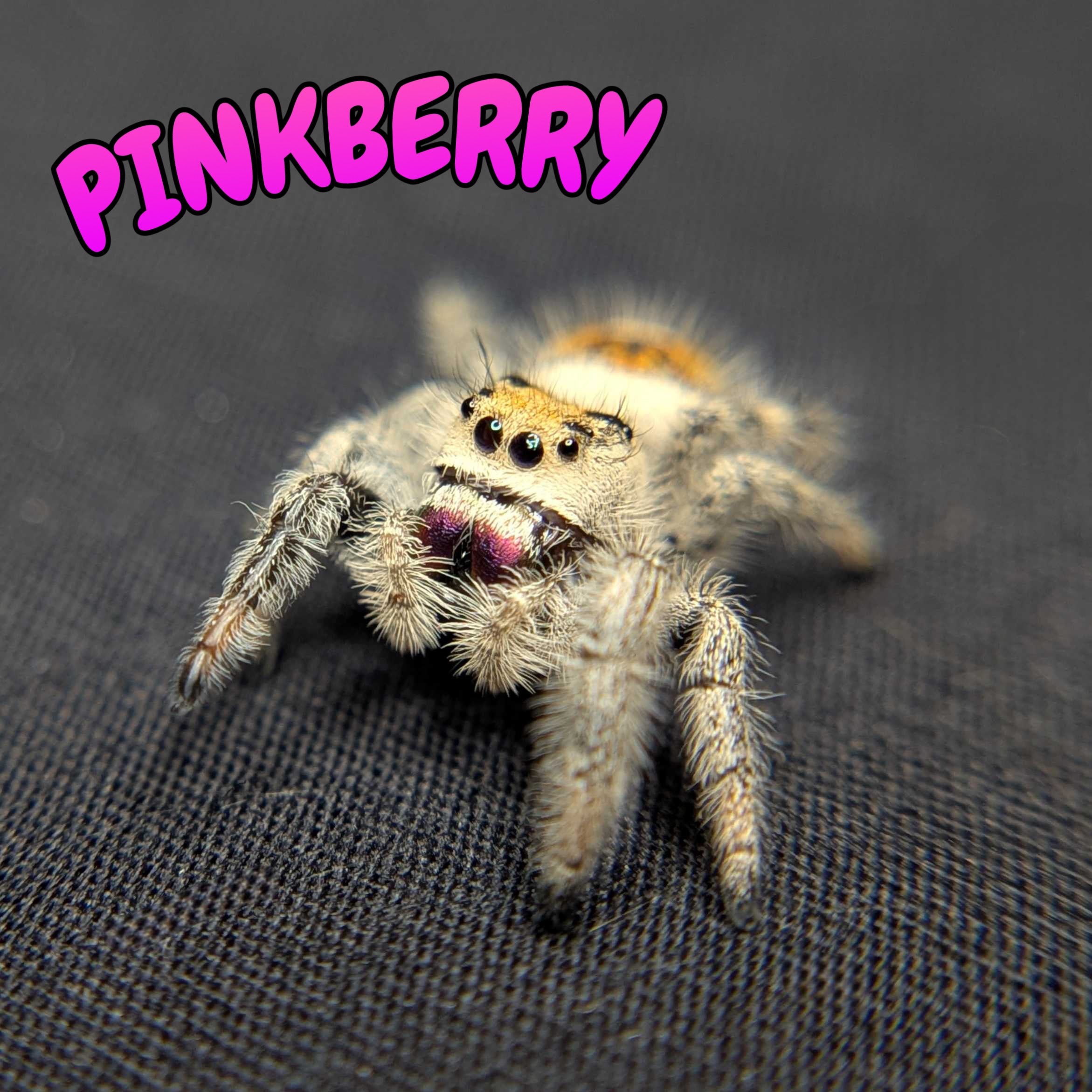 Regal Jumping Spider "Pinkberry"