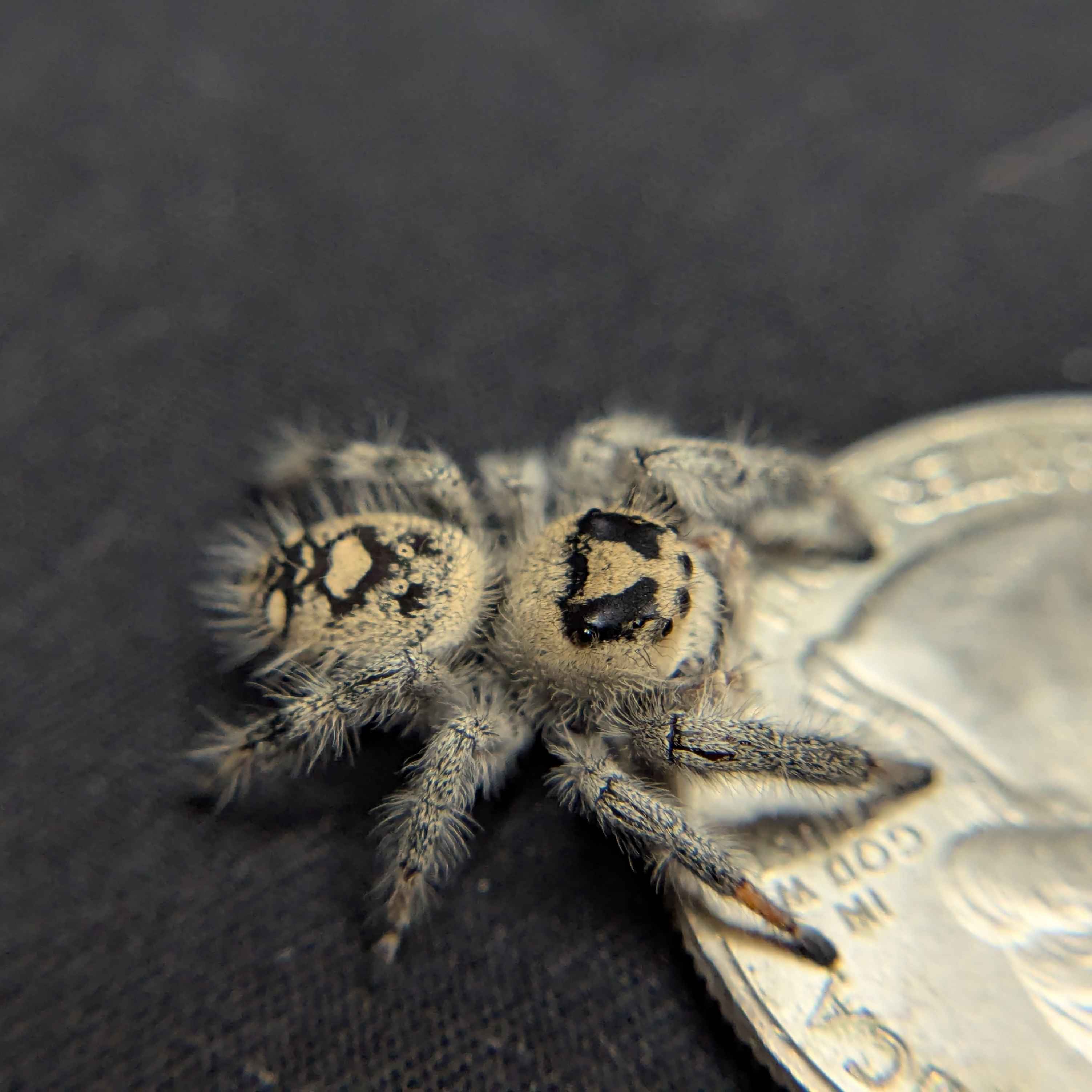Regal Jumping Spider “Melon”