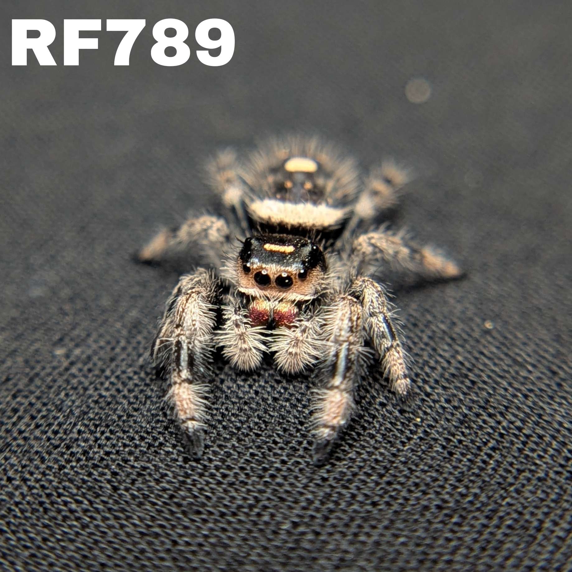 Regal Jumping Spider "Nugget"