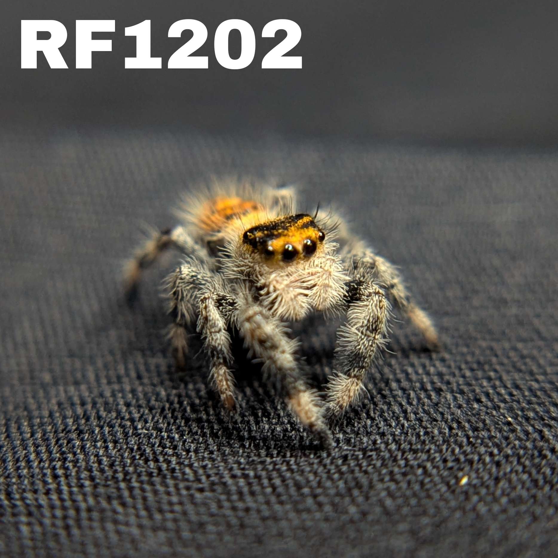 Regal Jumping Spider "Mellow"