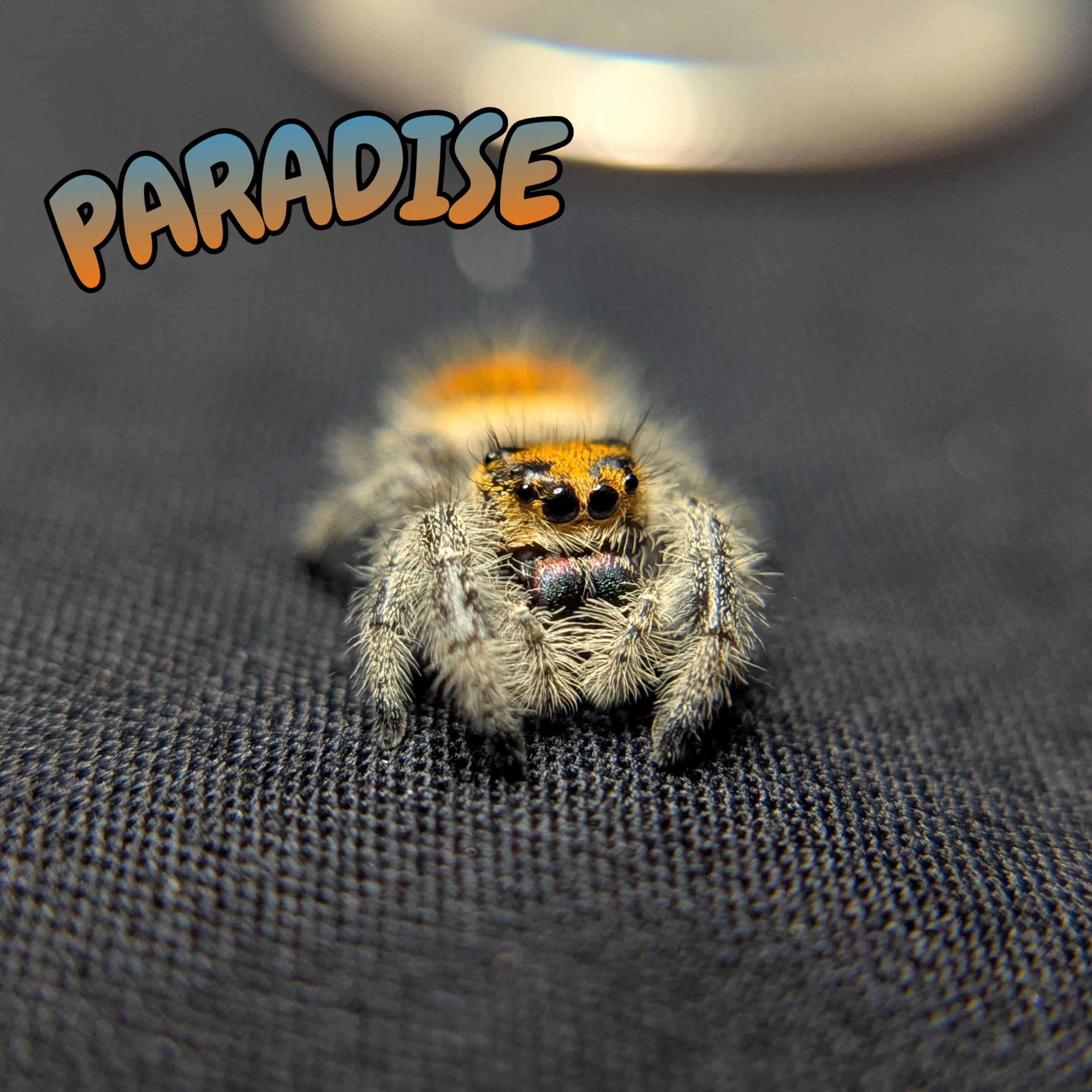 Regal Jumping Spider "Paradise"