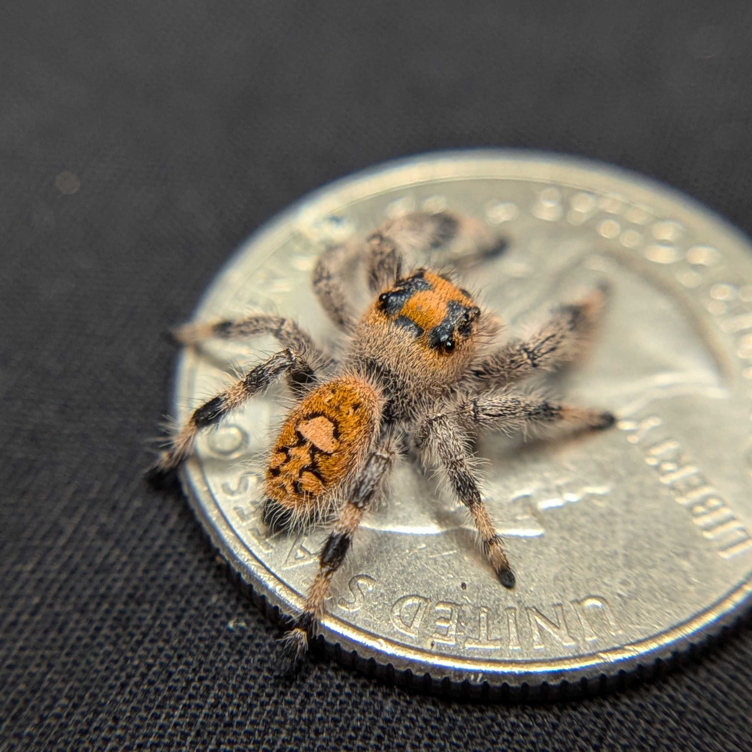 Regal Jumping Spider "Cheeto"