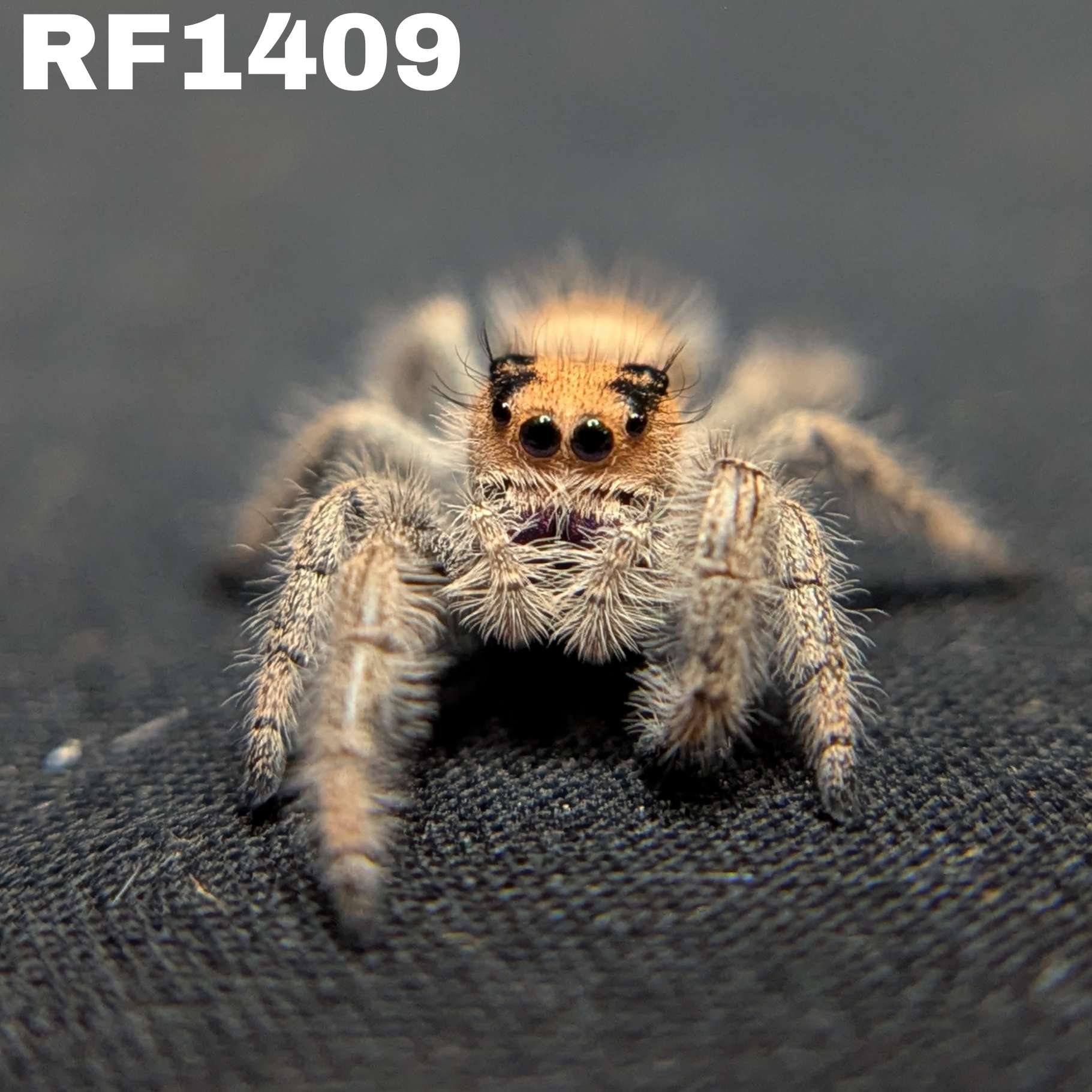 Regal Jumping Spider "Sandy"