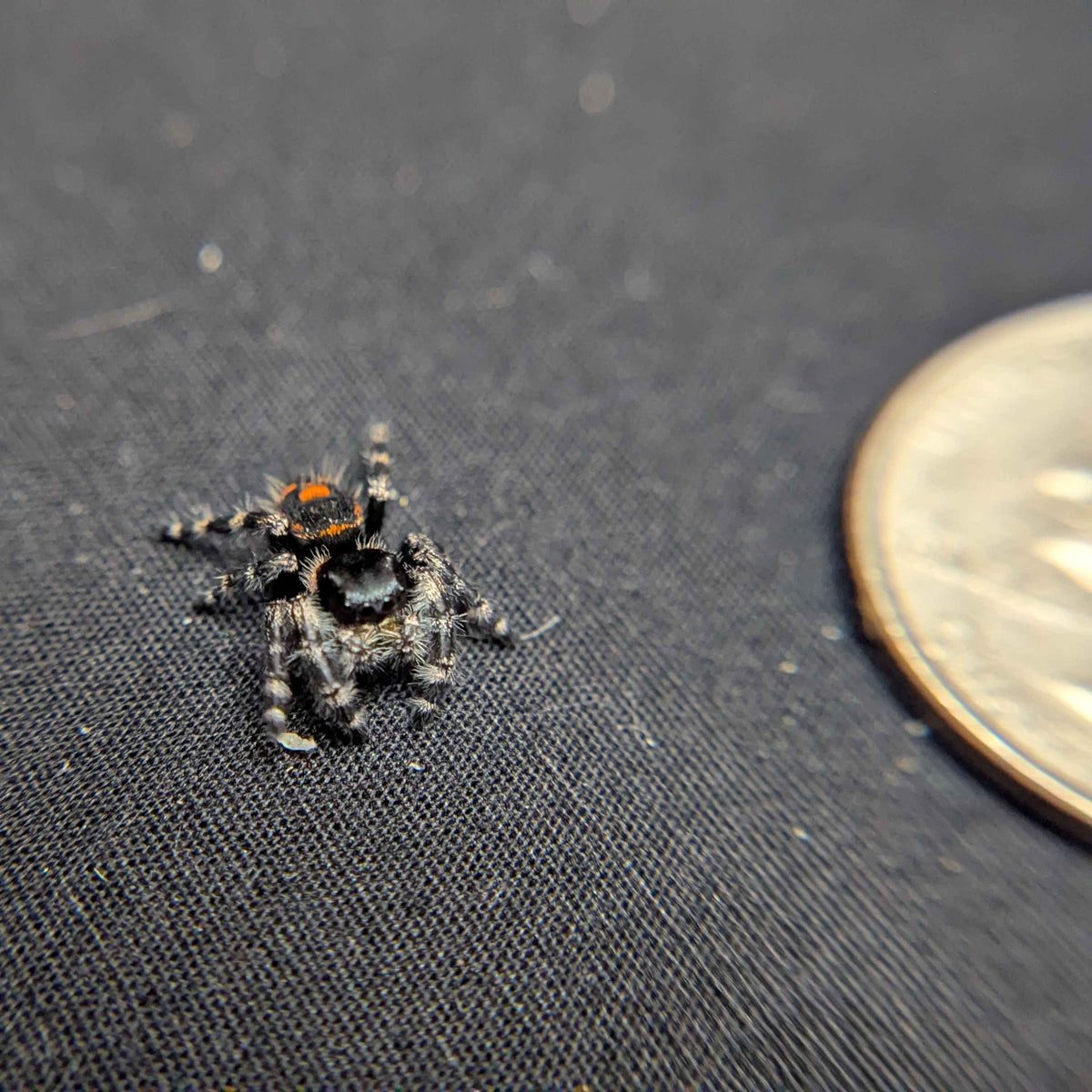 Audax Jumping Spider "Jericho"