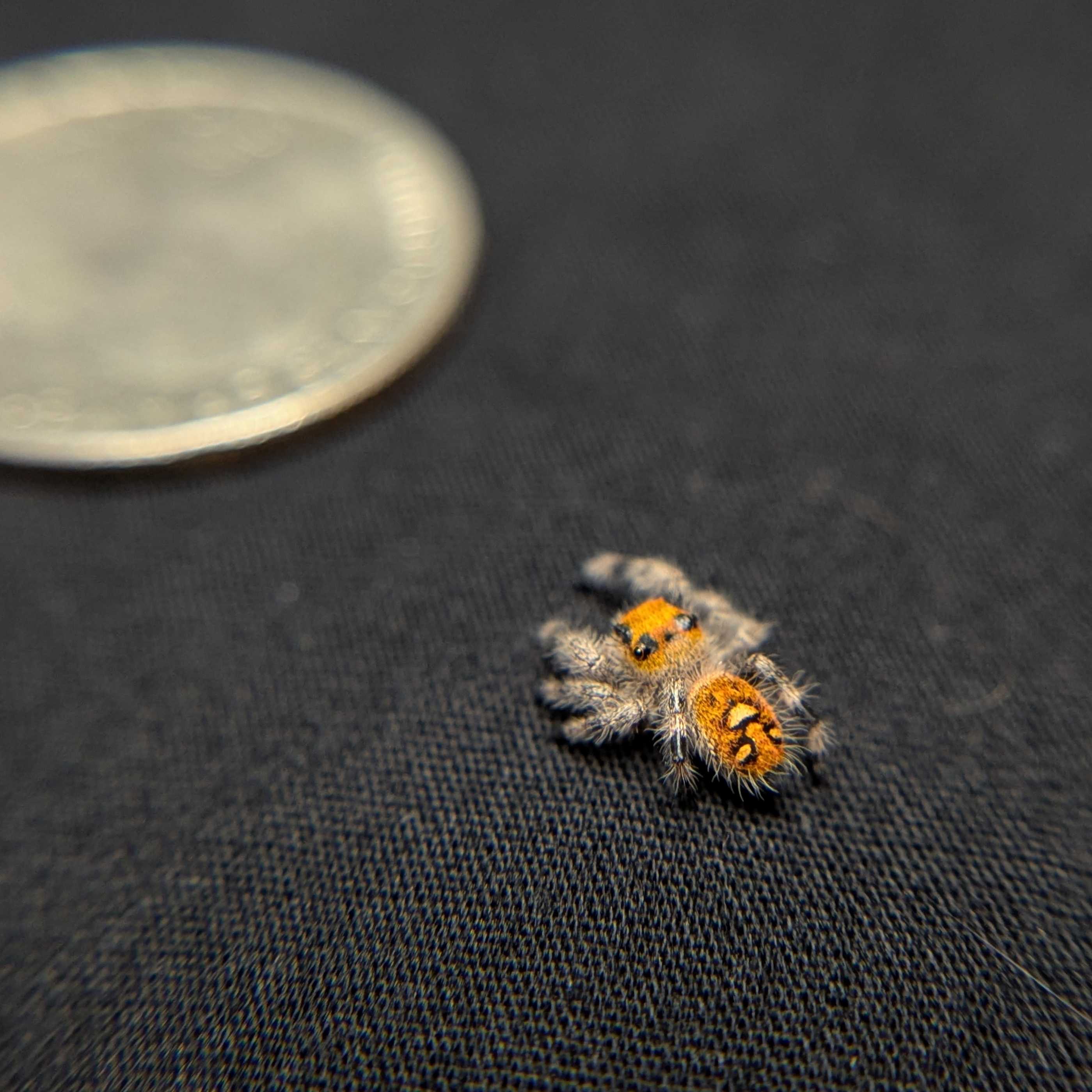 Regal Jumping Spider "Firecracker"