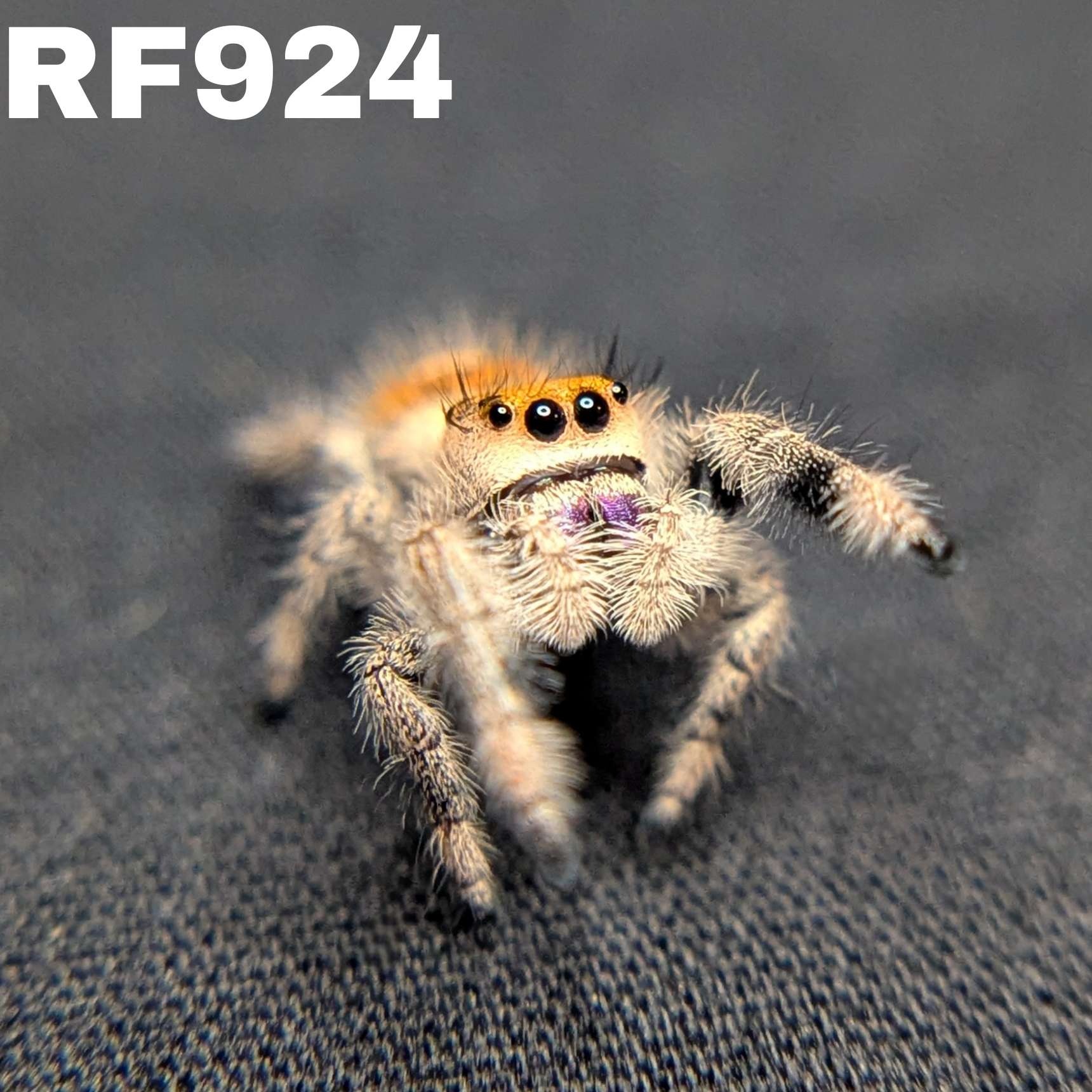 Regal Jumping Spider "BlackBerry"
