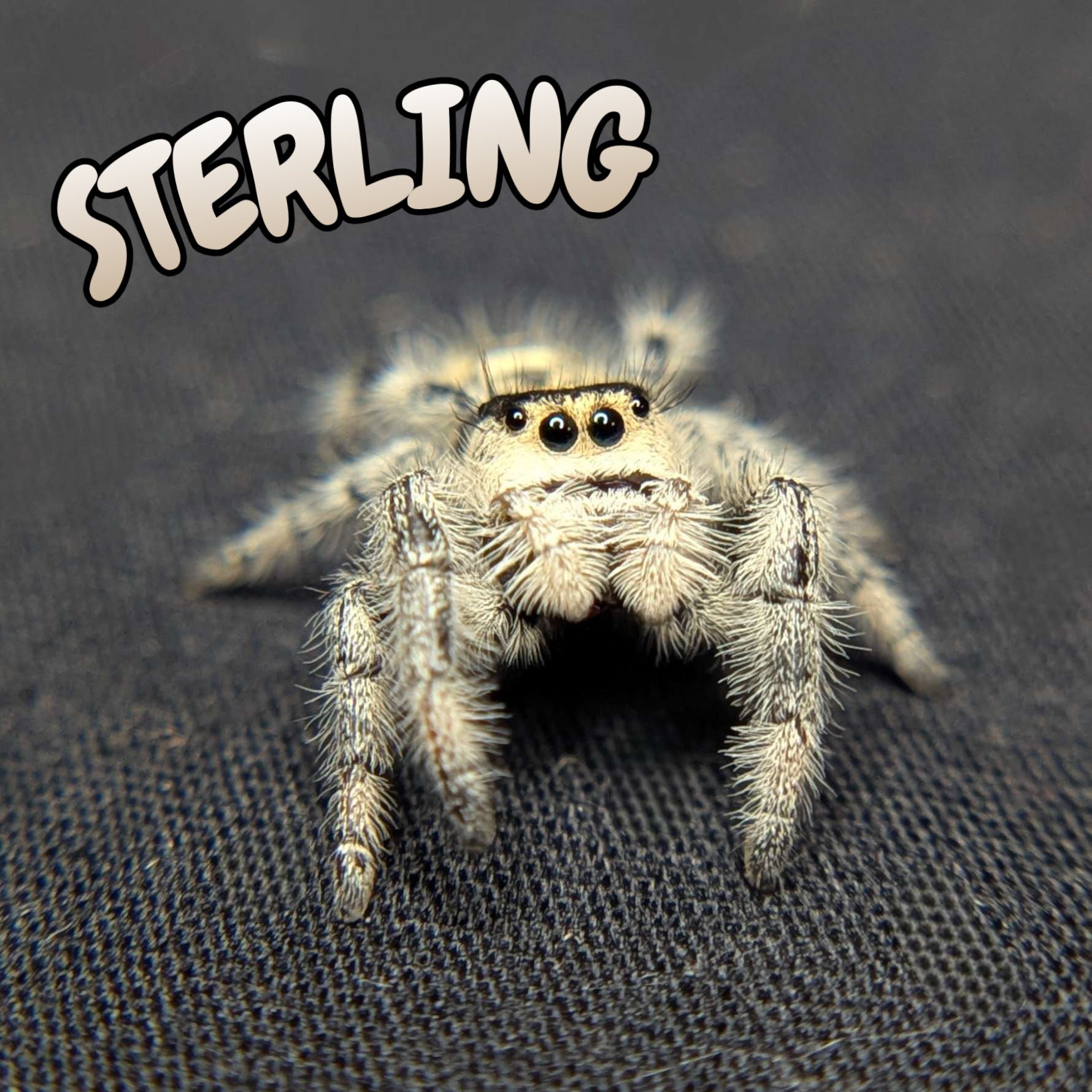 Regal Jumping Spider “Sterling”