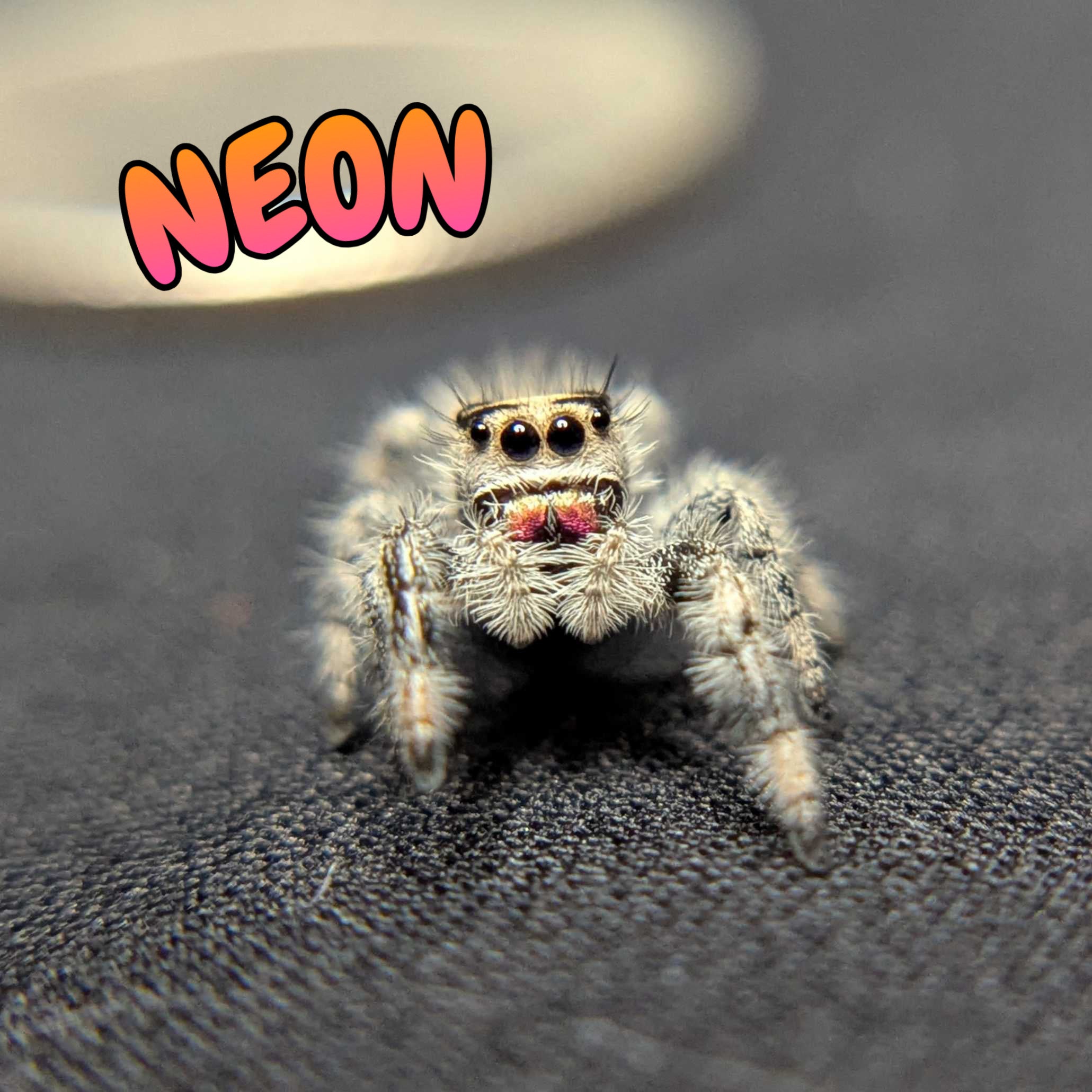 Regal Jumping Spider "Neon"
