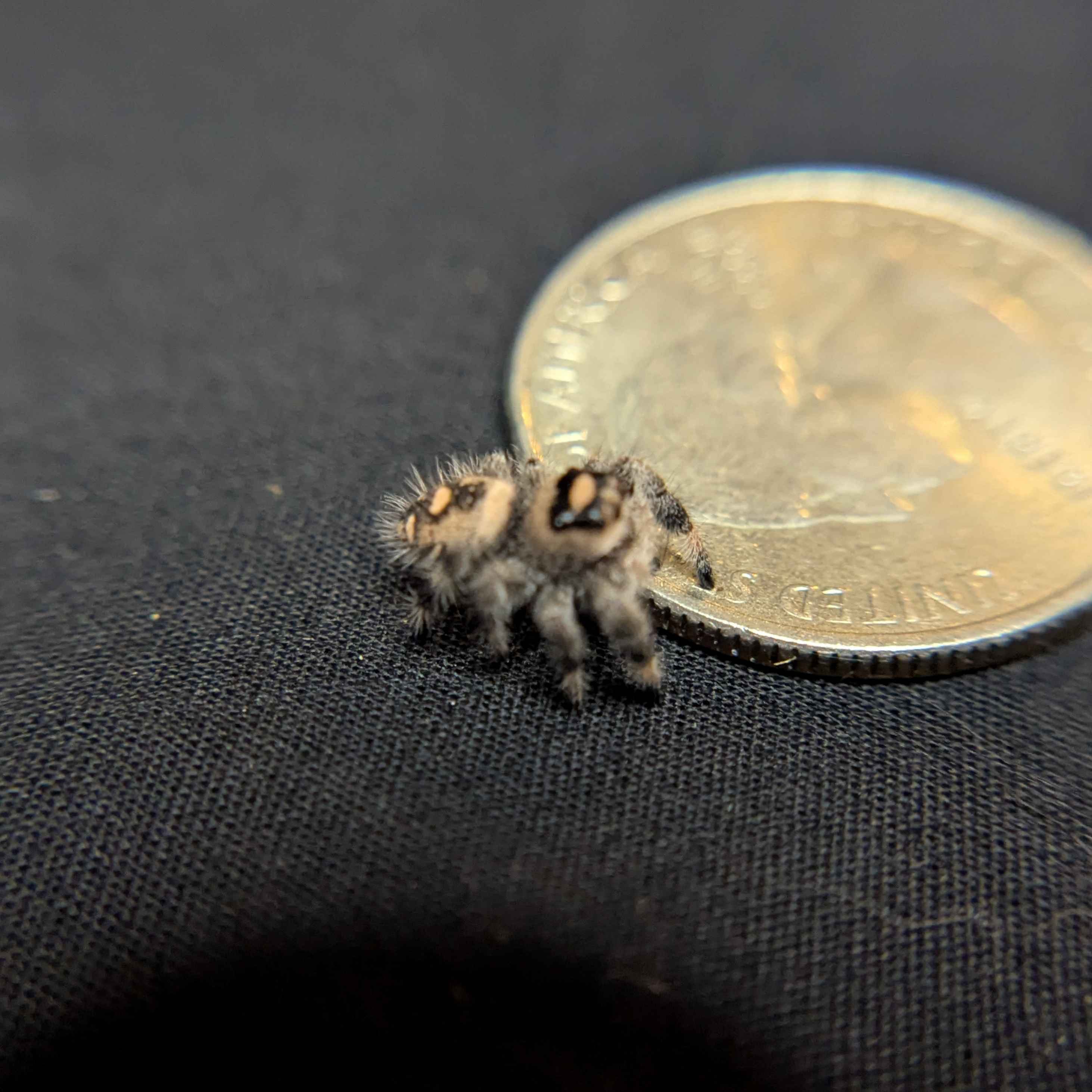 Regal Jumping Spider “Cake Batter”