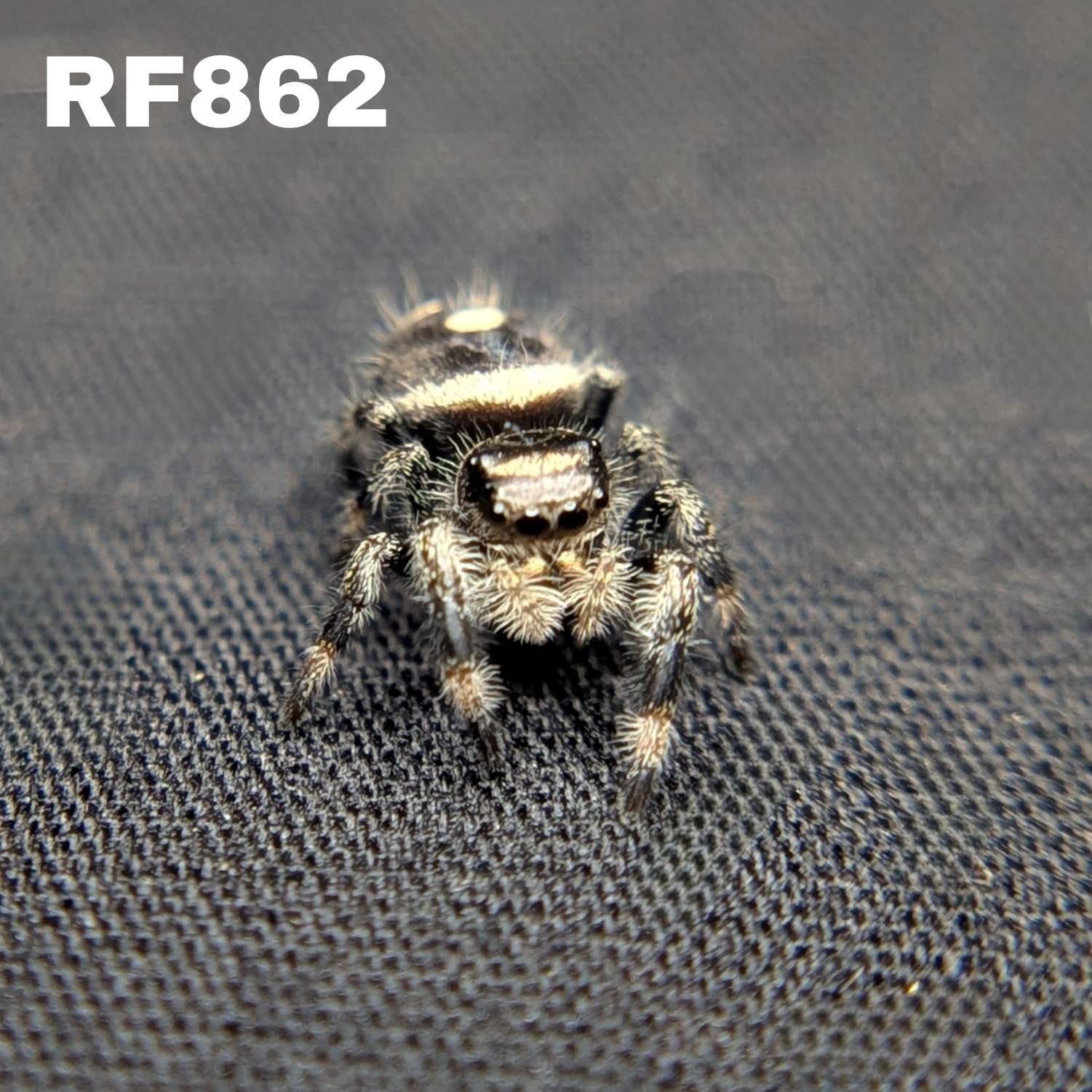 Regal Jumping Spider "Pinto"