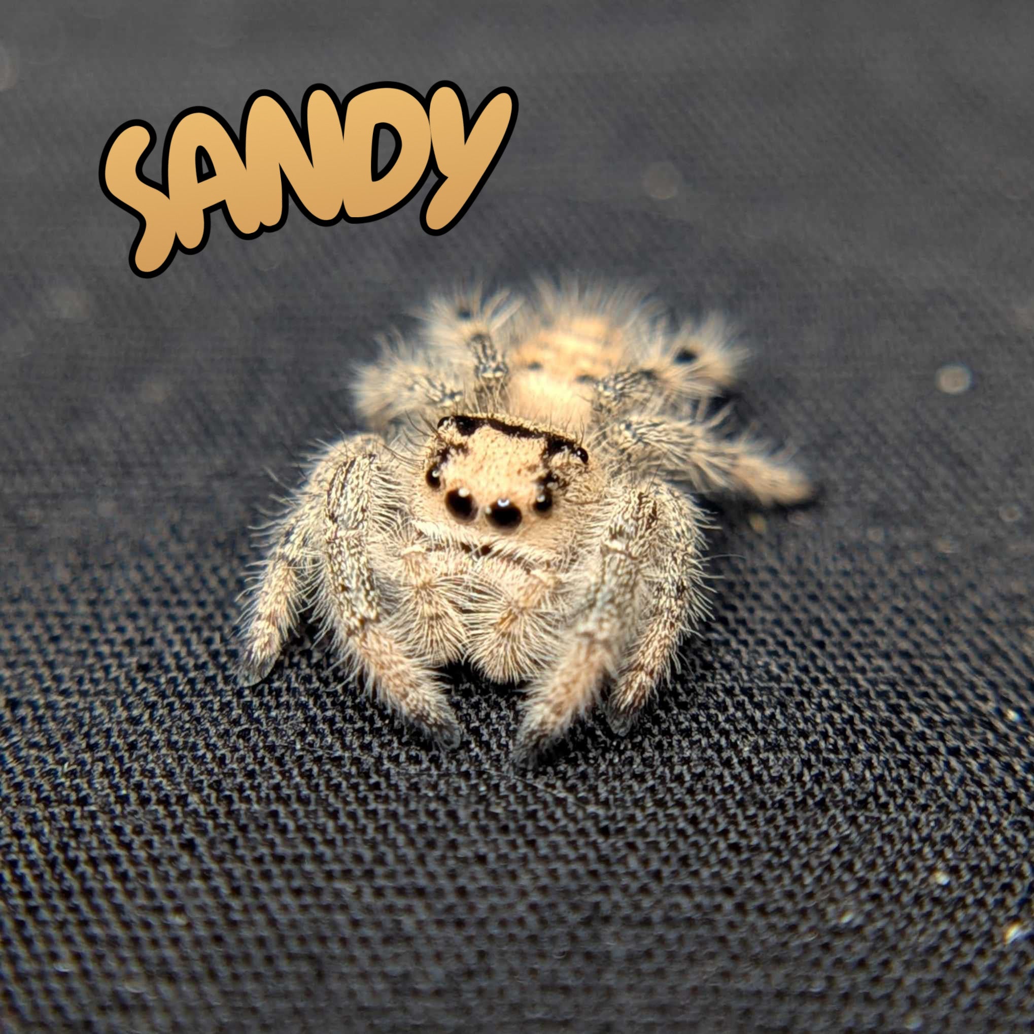 Regal Jumping Spider "Sandy"