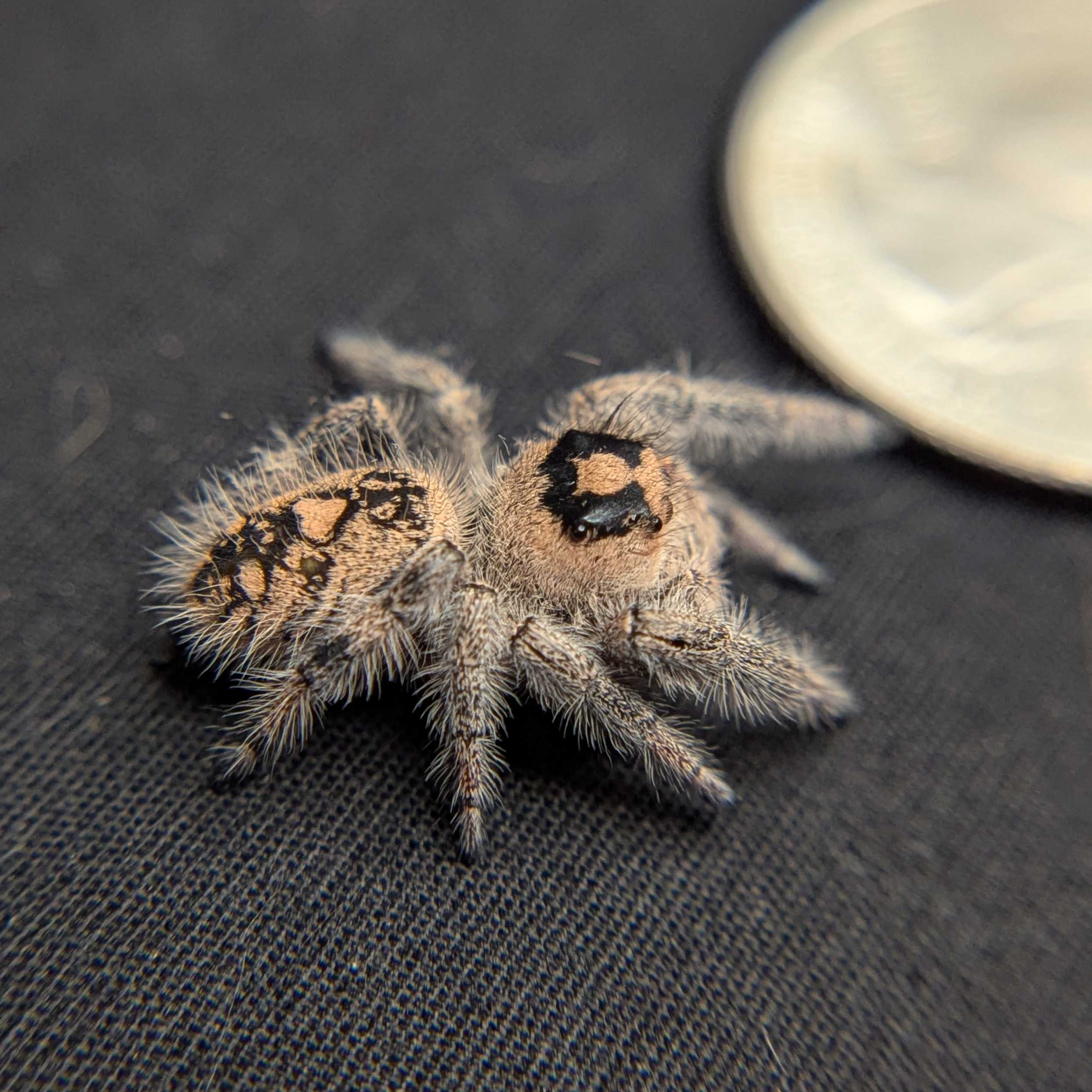 Regal Jumping Spider "Seaweed"