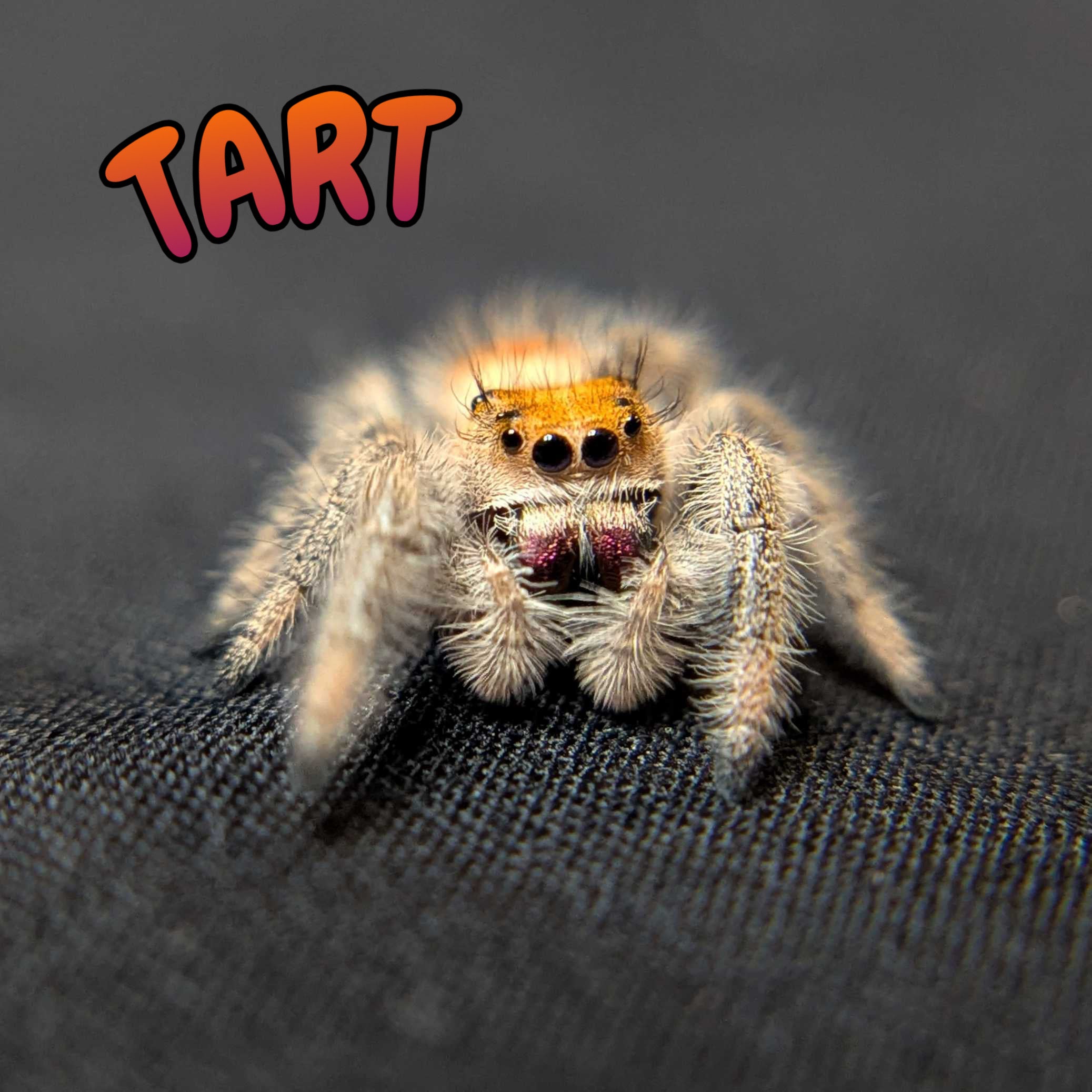 Regal Jumping Spider "Tart"