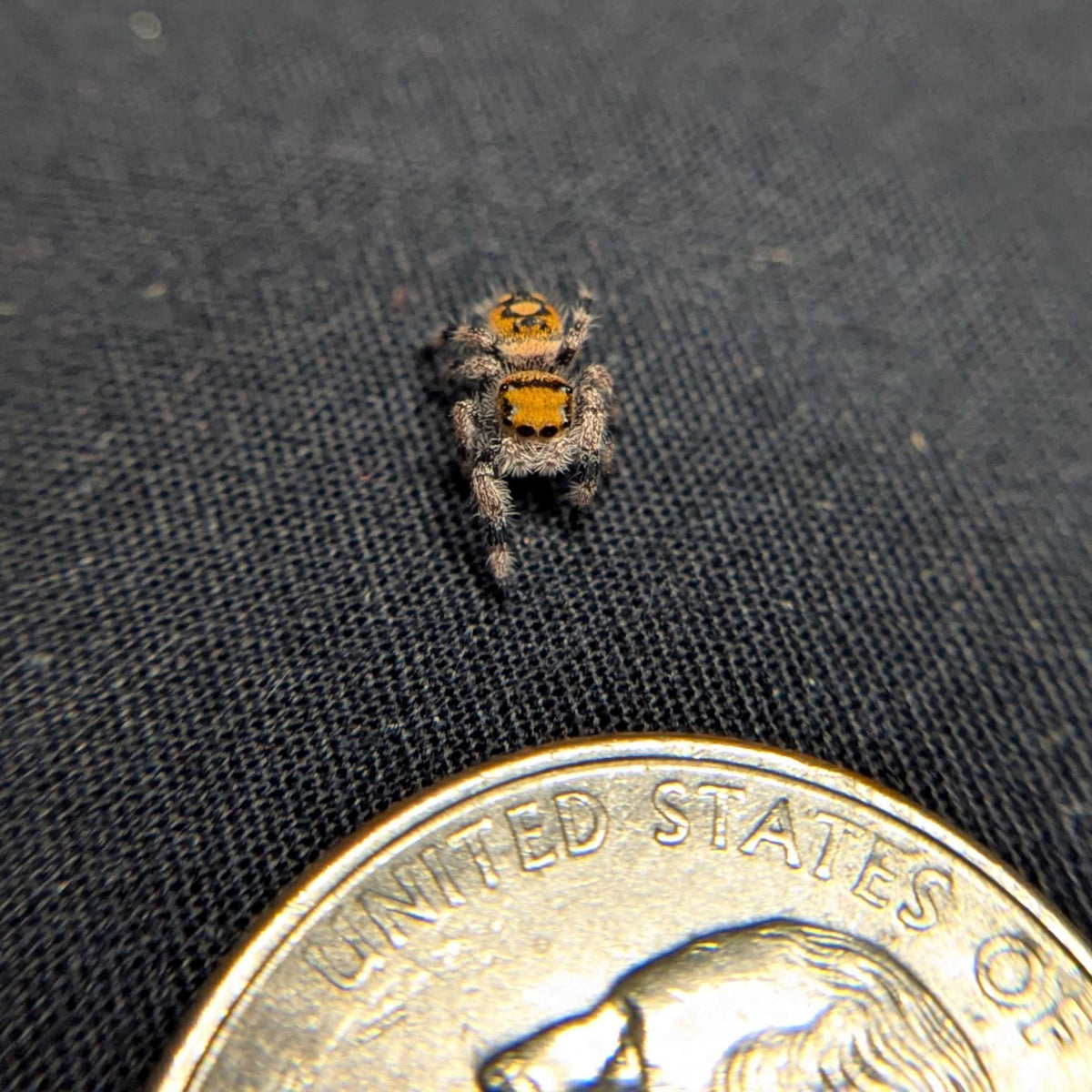 Regal Jumping Spider "Punkin"