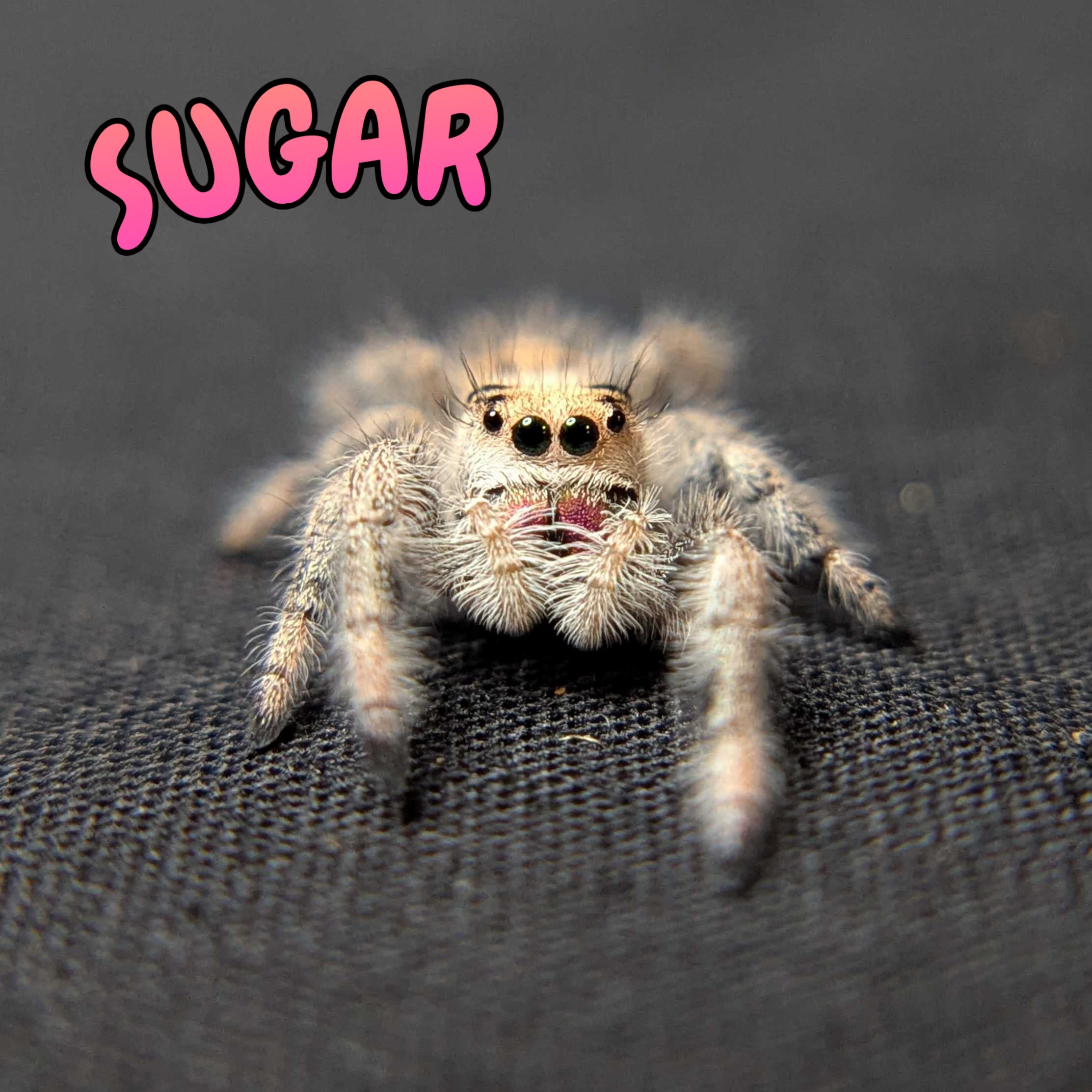 Regal Jumping Spider "Sugar"