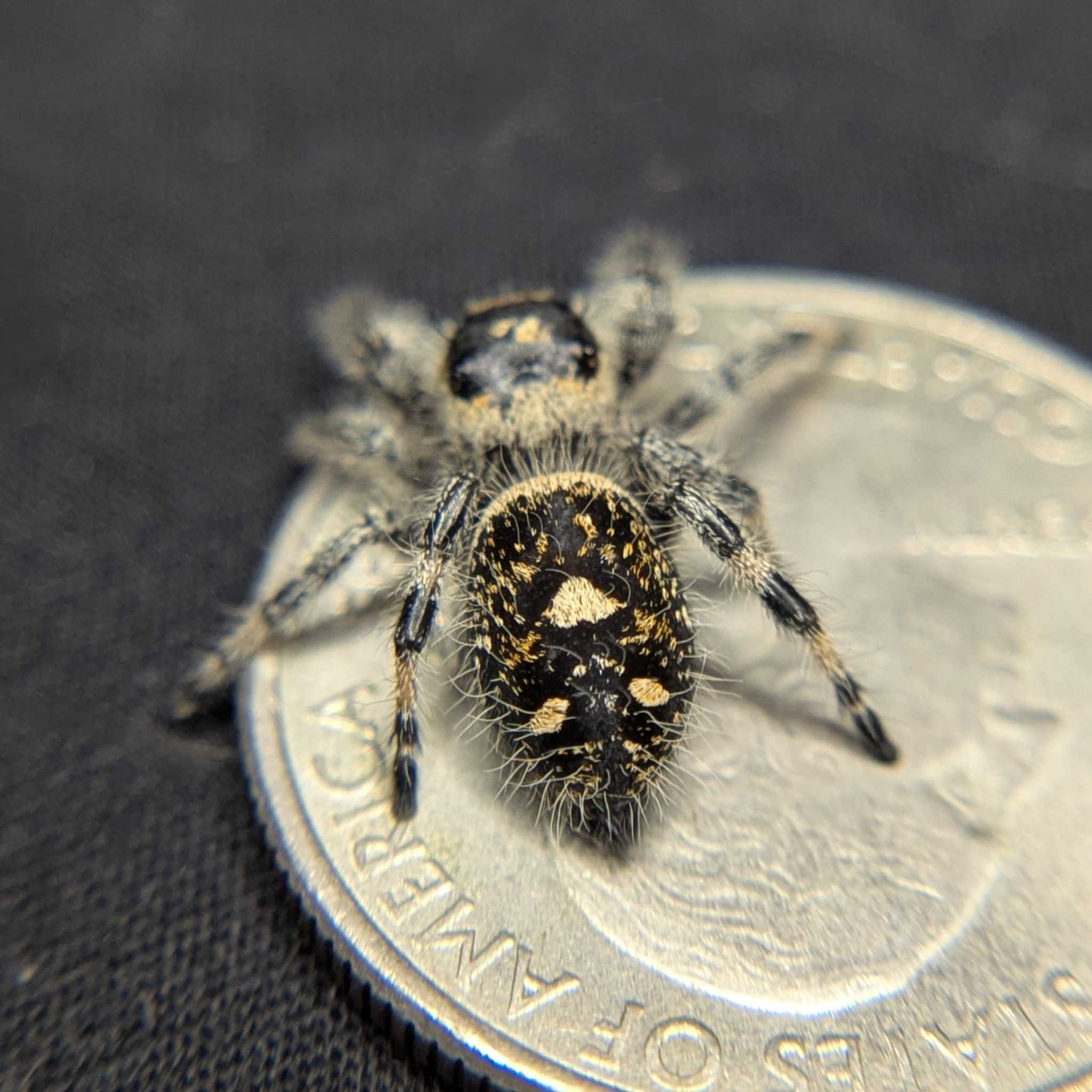 Regal Jumping Spider "Bessy"