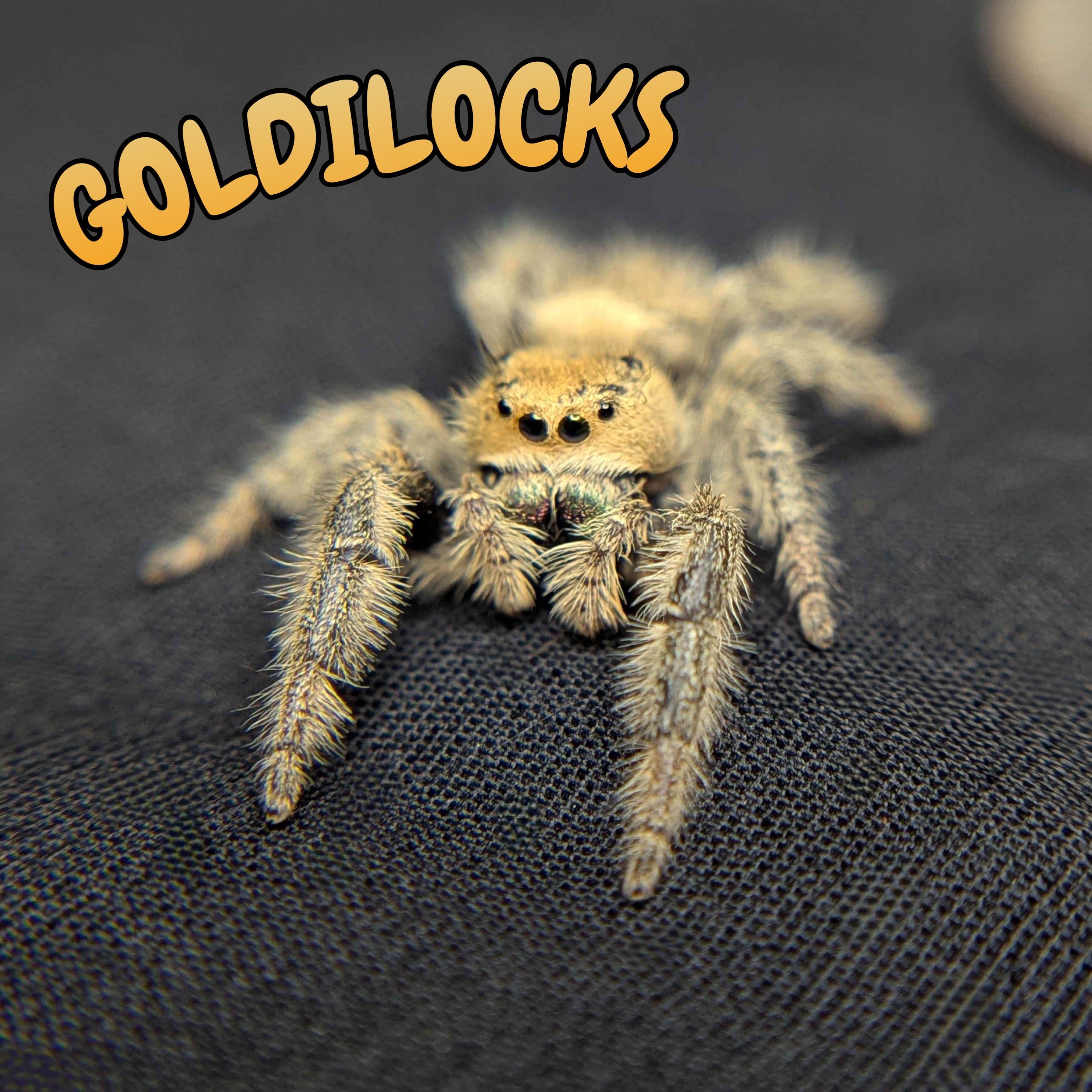 Female Regal Jumping Spider Goldiocks