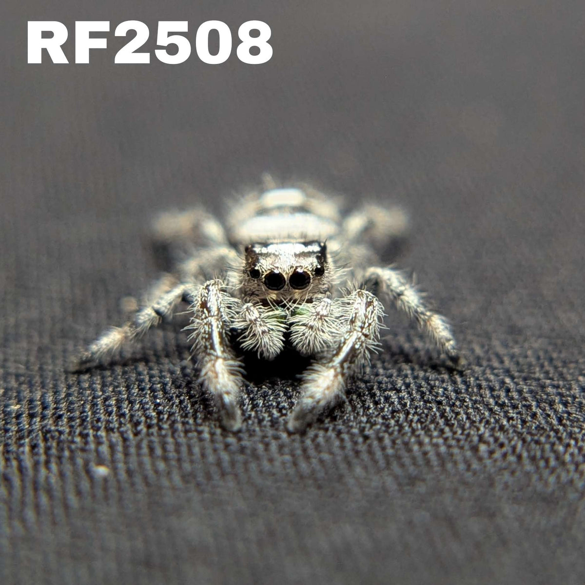 Regal Jumping Spider "Lime" (High White)