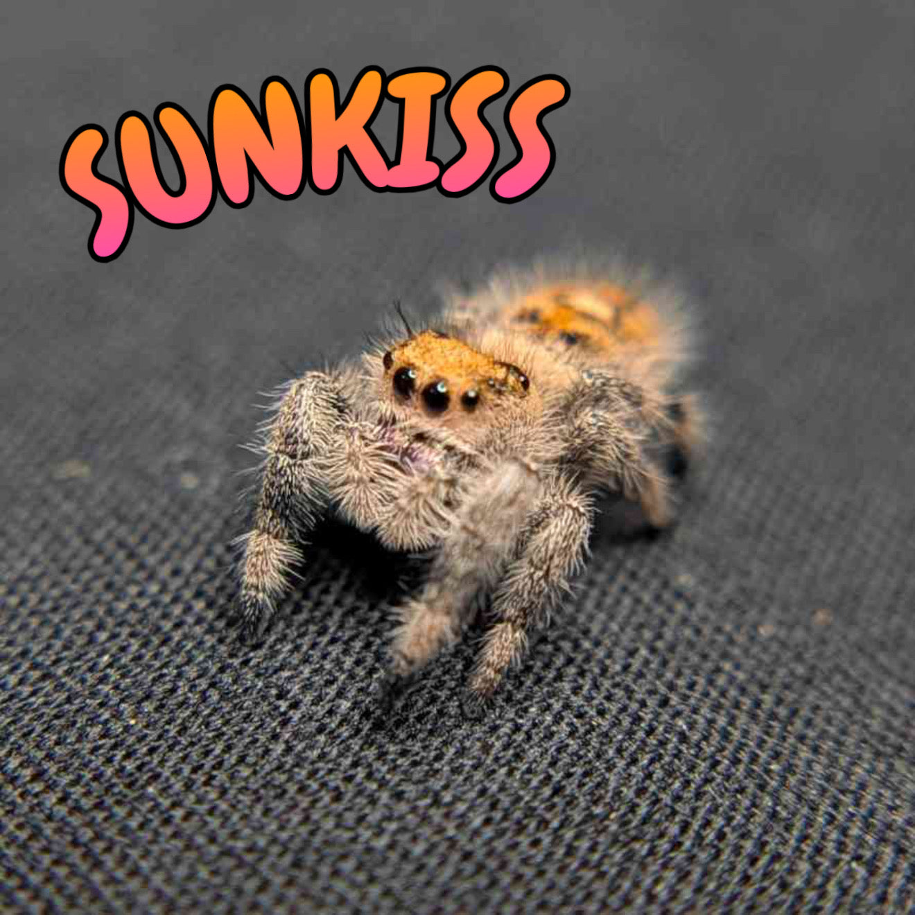 Regal Jumping Spider "Sunkiss"