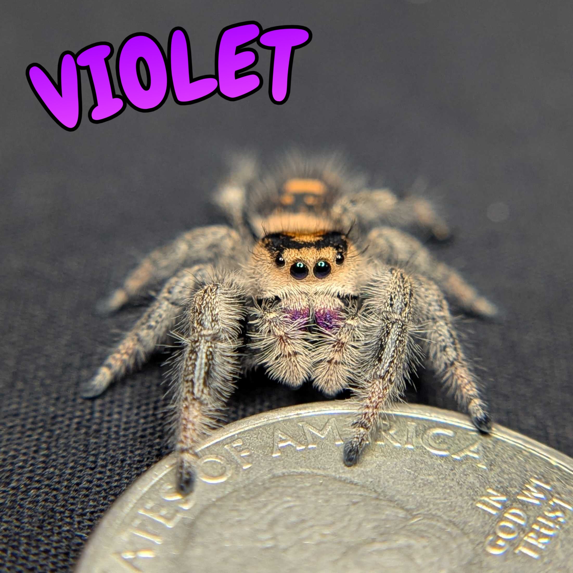 Regal Jumping Spider "Violet"