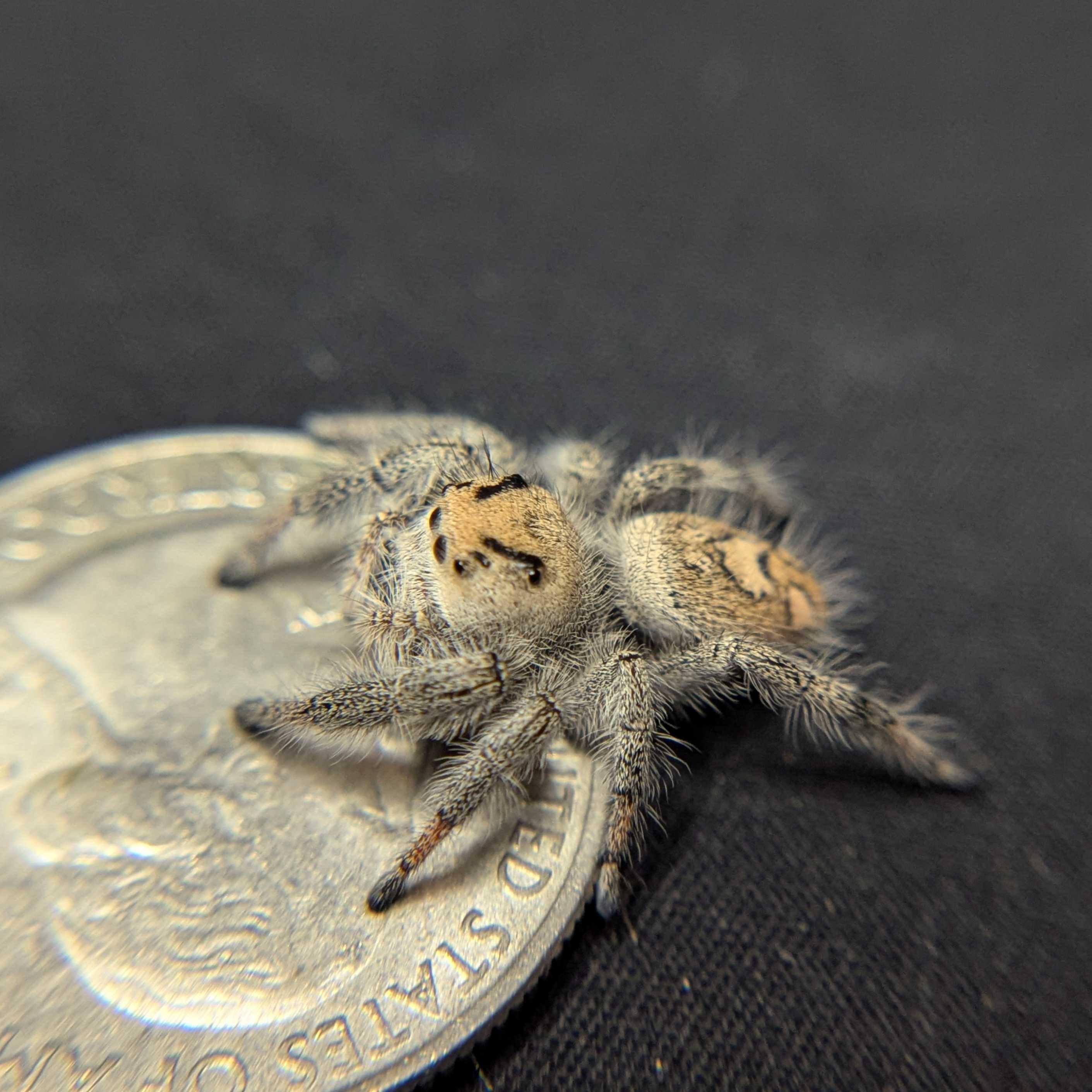 Regal Jumping Spider "Cotton"