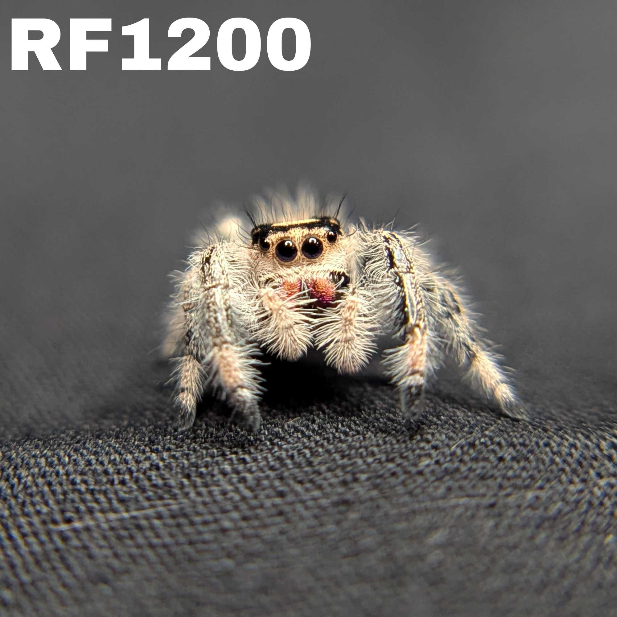 Regal Jumping Spider "Raspberry"