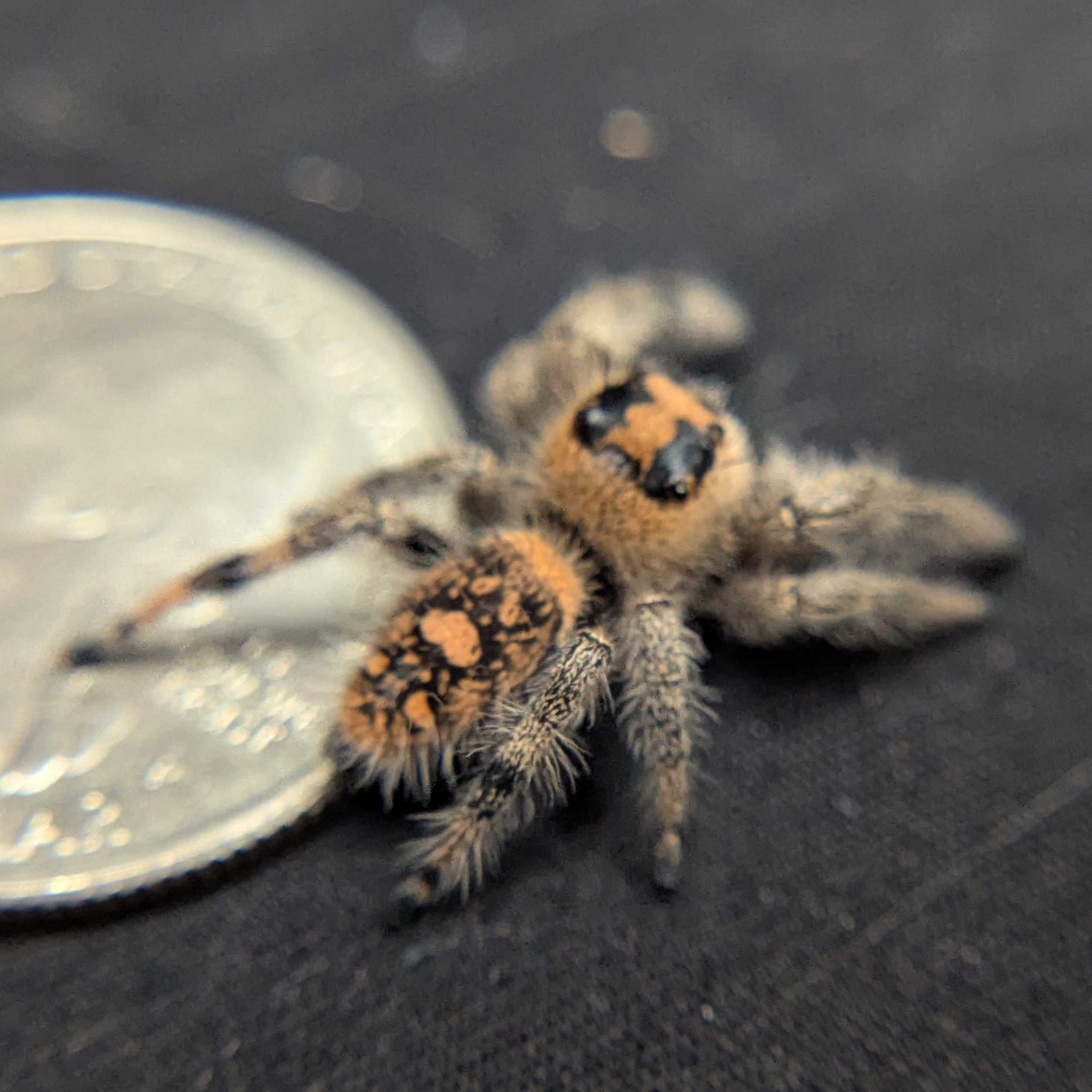 Regal Jumping Spider “Fern”