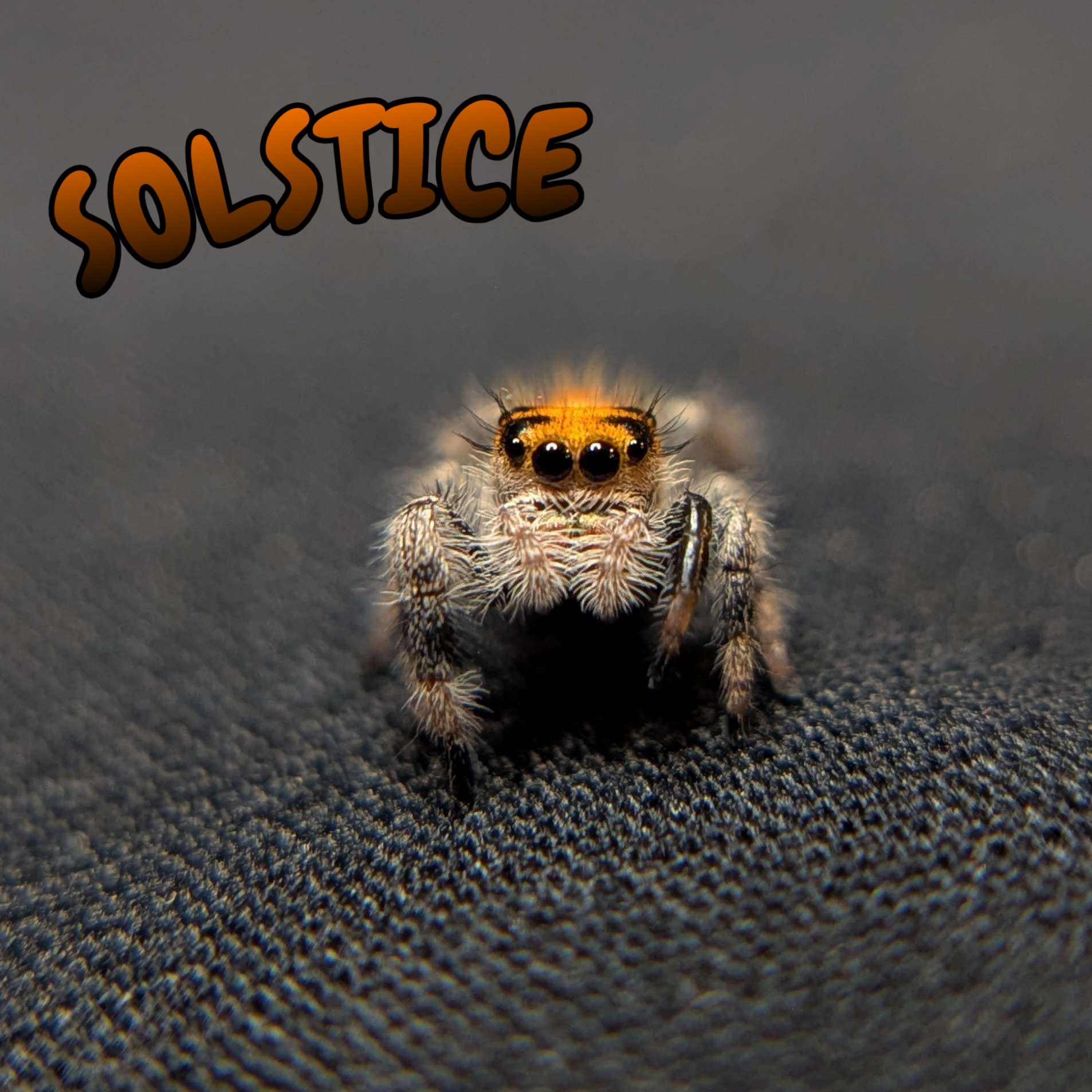 Regal Jumping Spider “Solstice”