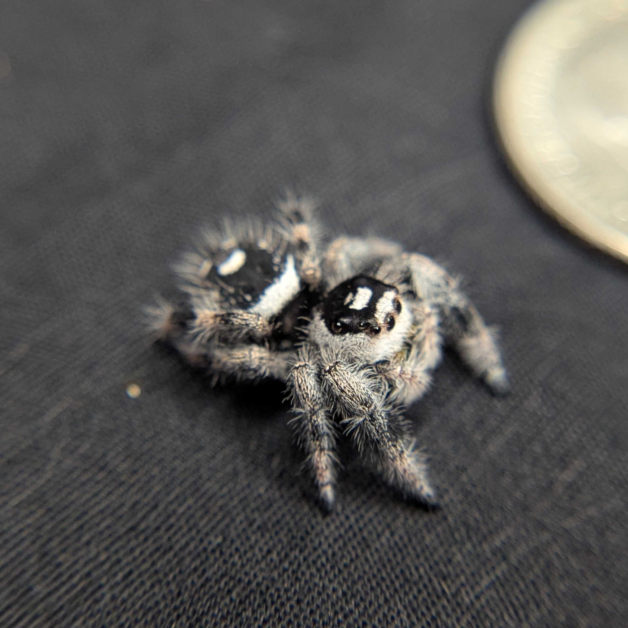 Regal Jumping Spider "Onyx"