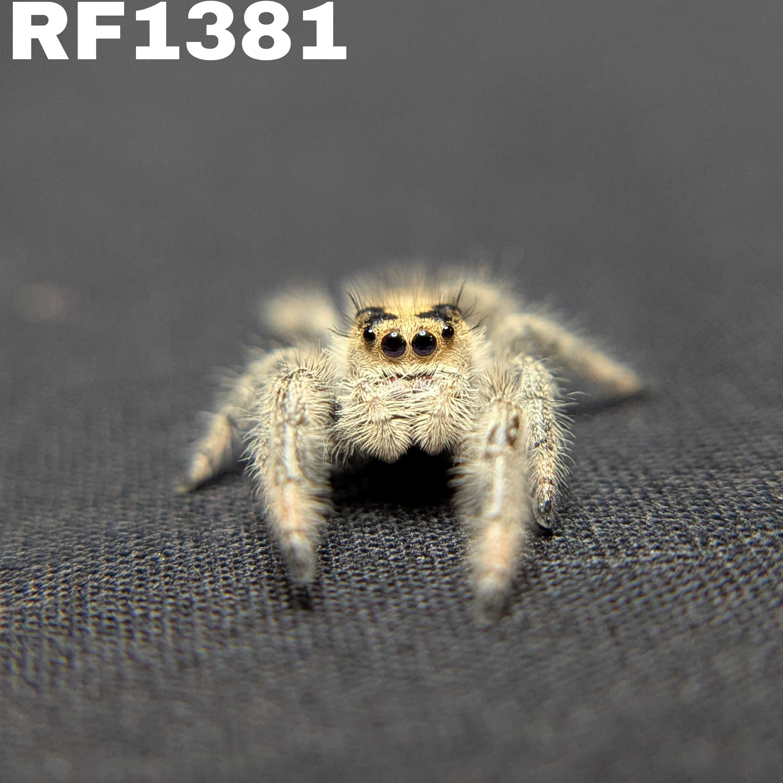 Regal Jumping Spider "Dandelion"