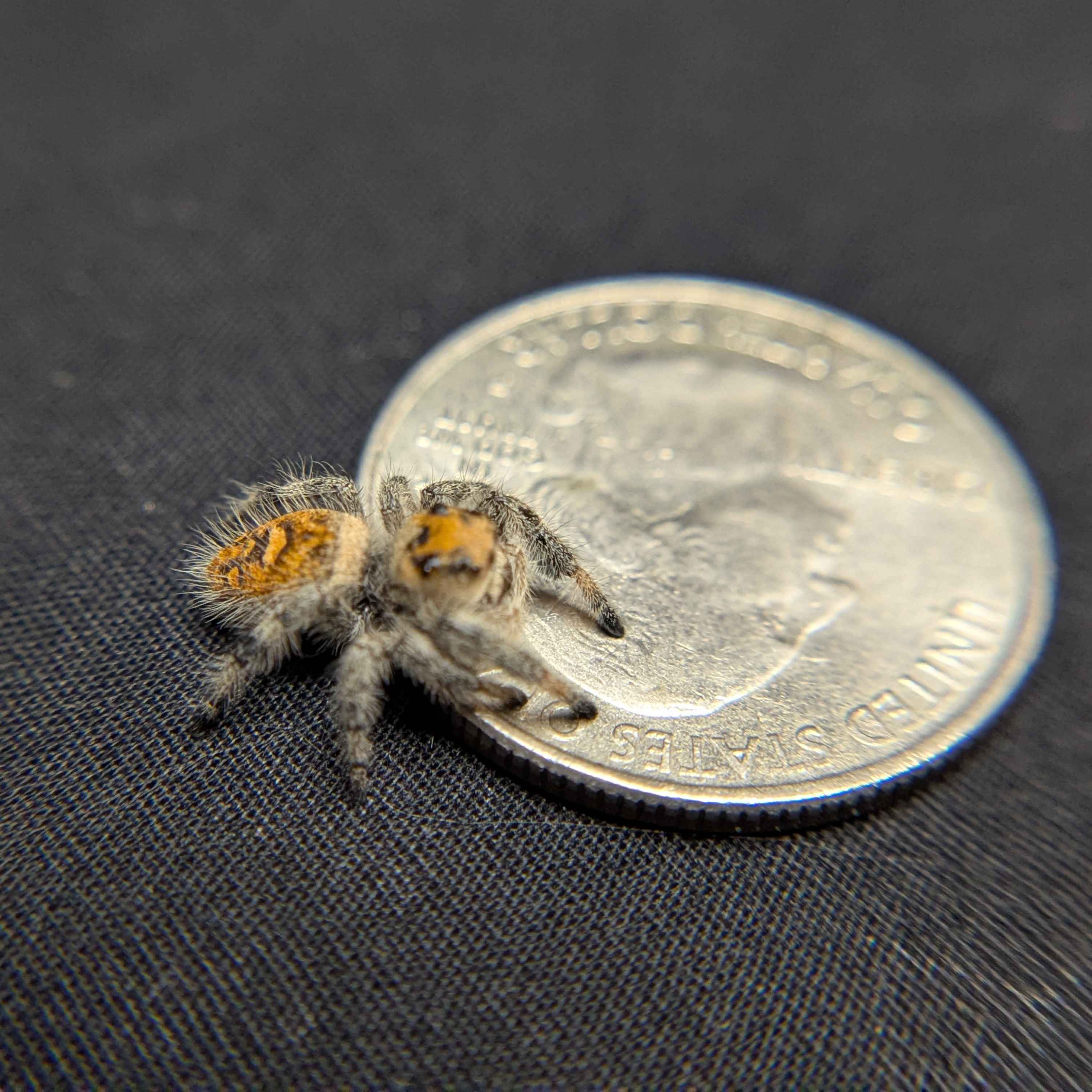 Regal Jumping Spider "Mango"