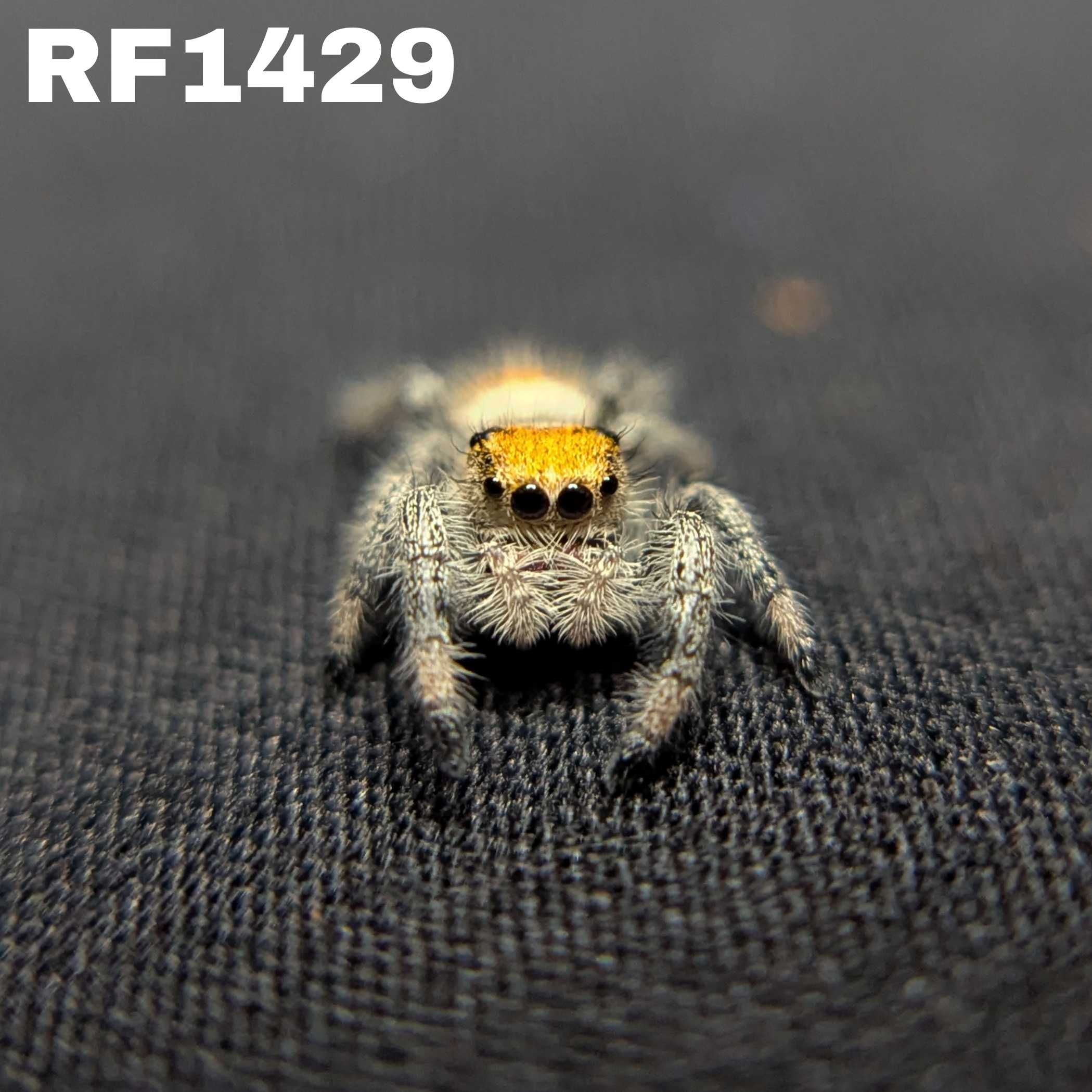 Regal Jumping Spider “Orangesicle”