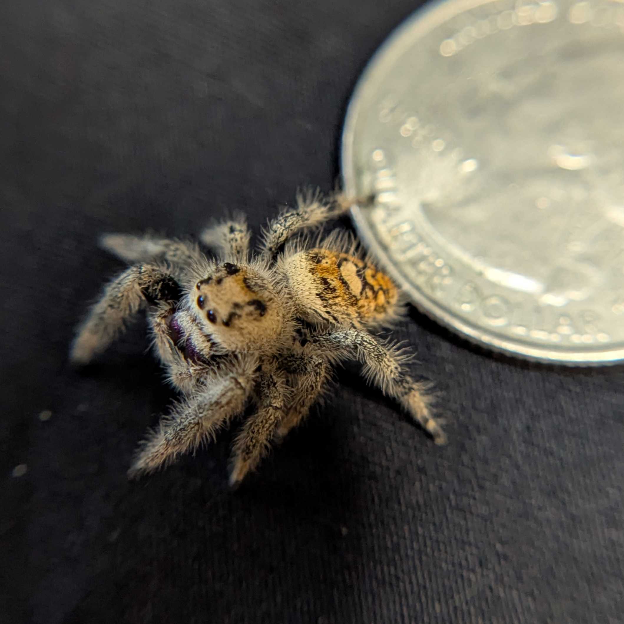 Regal Jumping Spider "Lunaria"