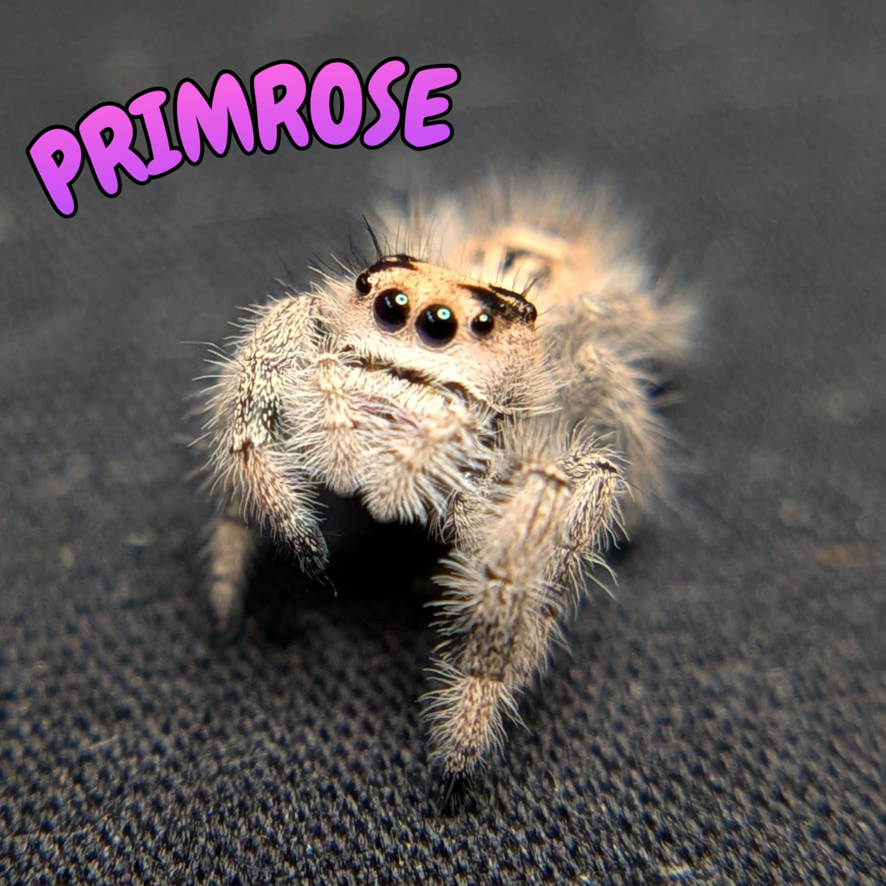 Regal Jumping Spider “Primrose”