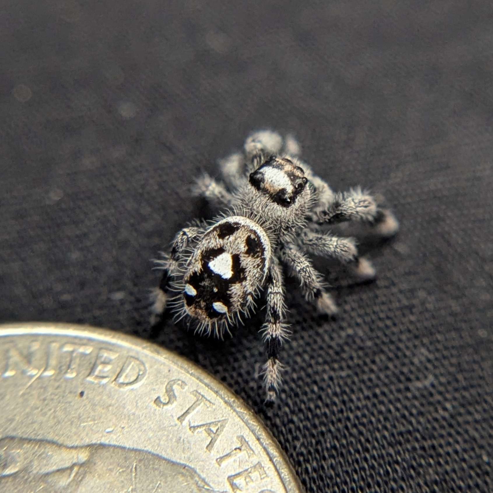 Regal Jumping Spider "Green Apple"