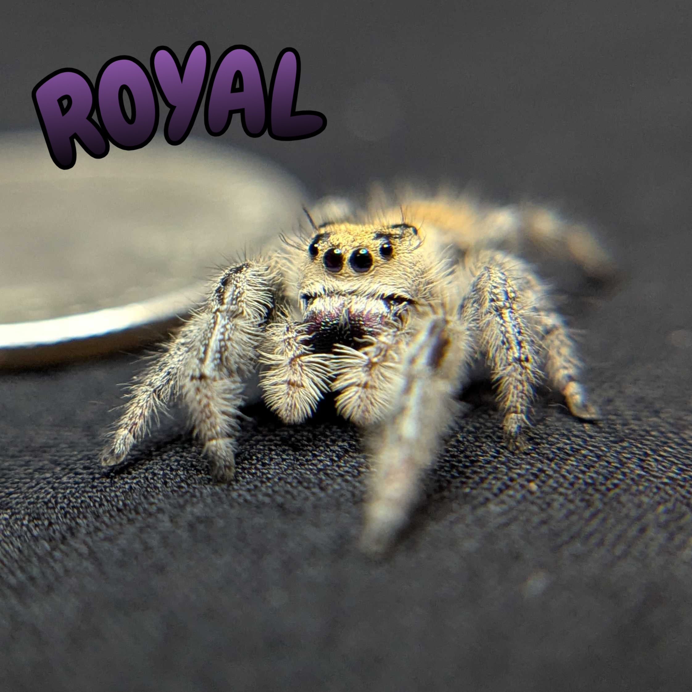 Regal Jumping Spider "Royal"