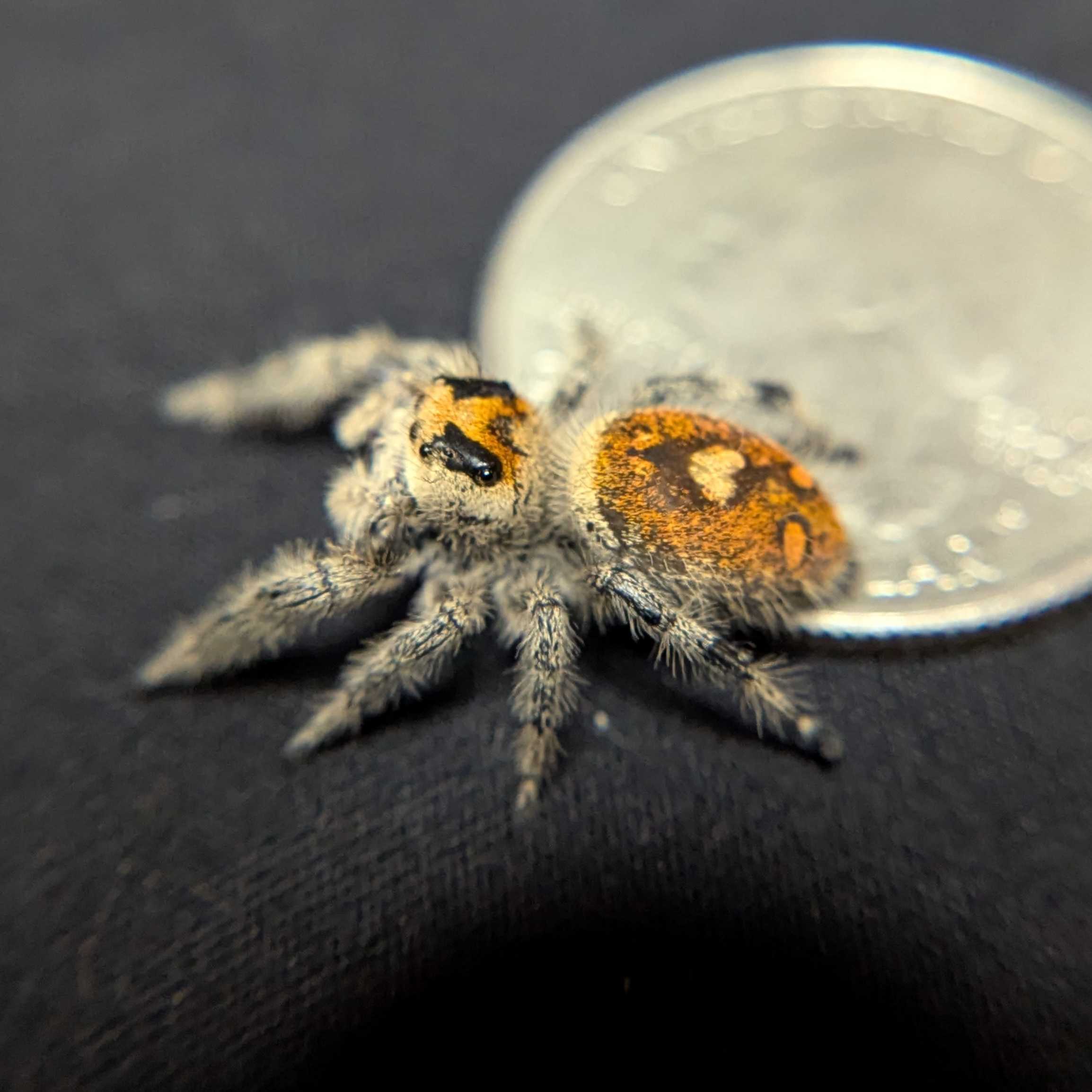 Regal Jumping Spider "Pea"