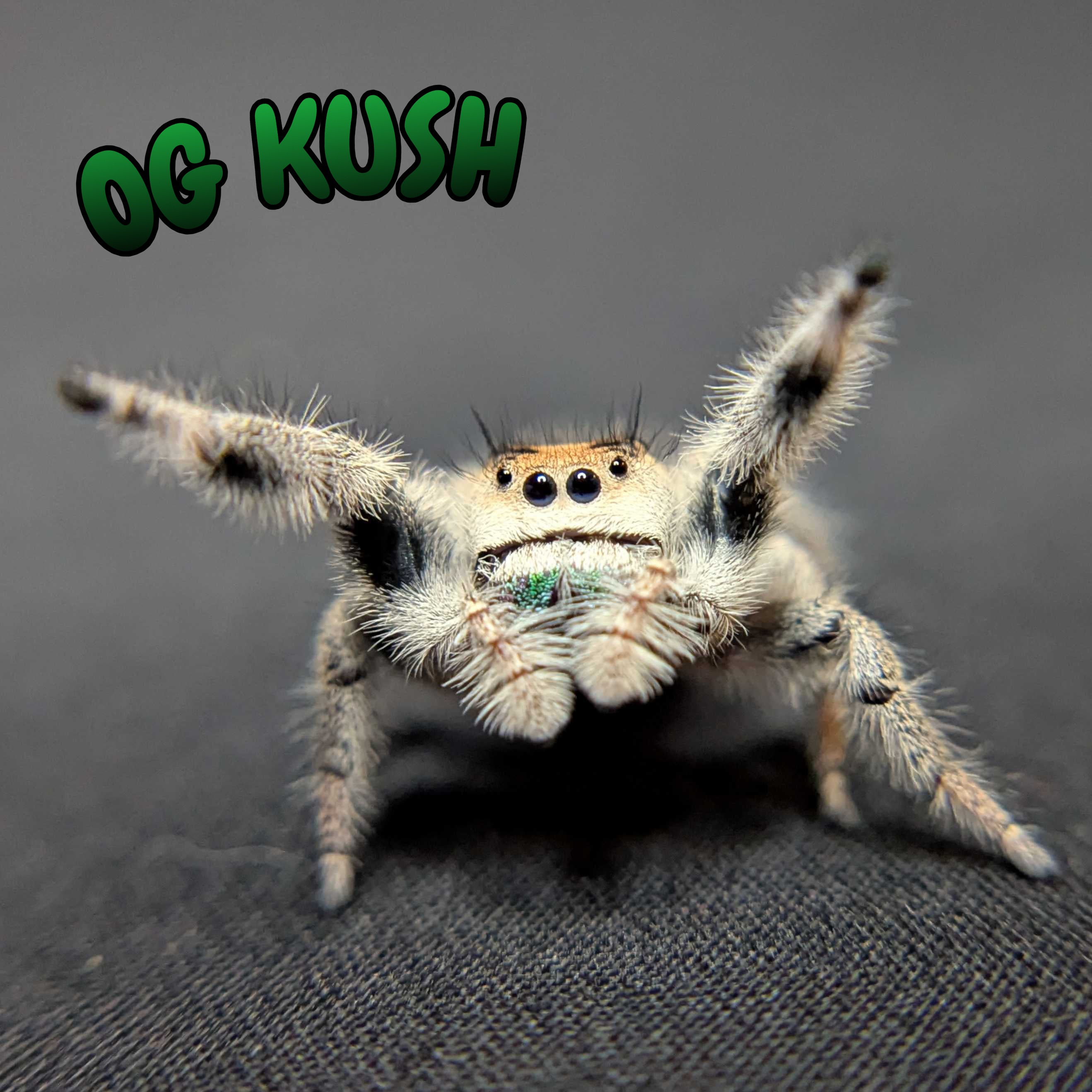 Regal Jumping Spider “OG Kush”